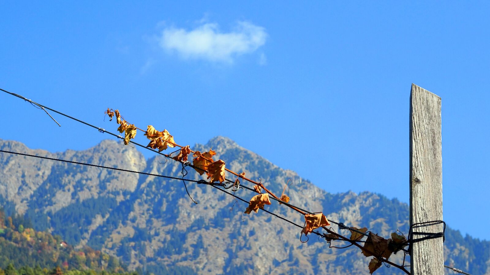 Sony Alpha a5000 (ILCE 5000) + Sony E 55-210mm F4.5-6.3 OSS sample photo. Autumn, grapevine, wood pile photography