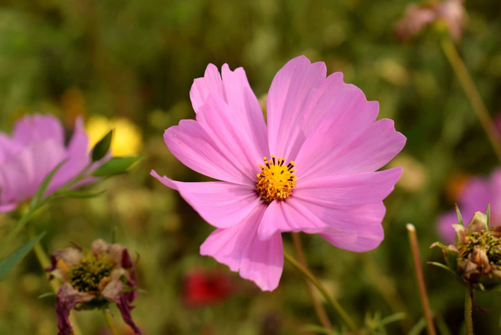 Nikon D3300 sample photo. Nature, flower, flora photography