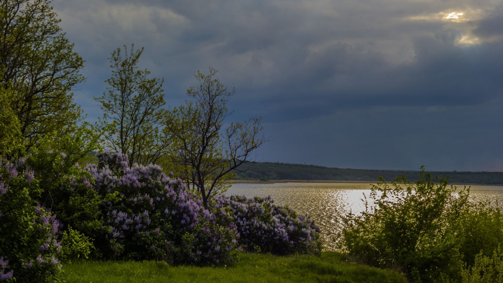 Sony Cyber-shot DSC-RX100 sample photo. Nature, tree, landscape photography