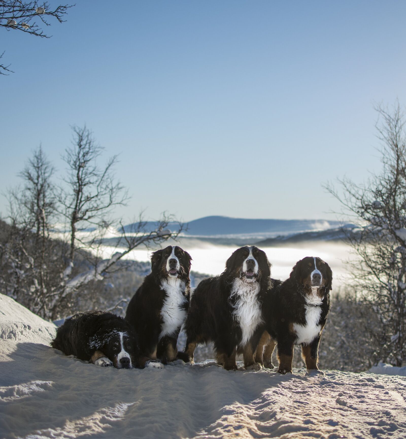 Nikon D7200 sample photo. Bernese mountain dogs, dogs photography