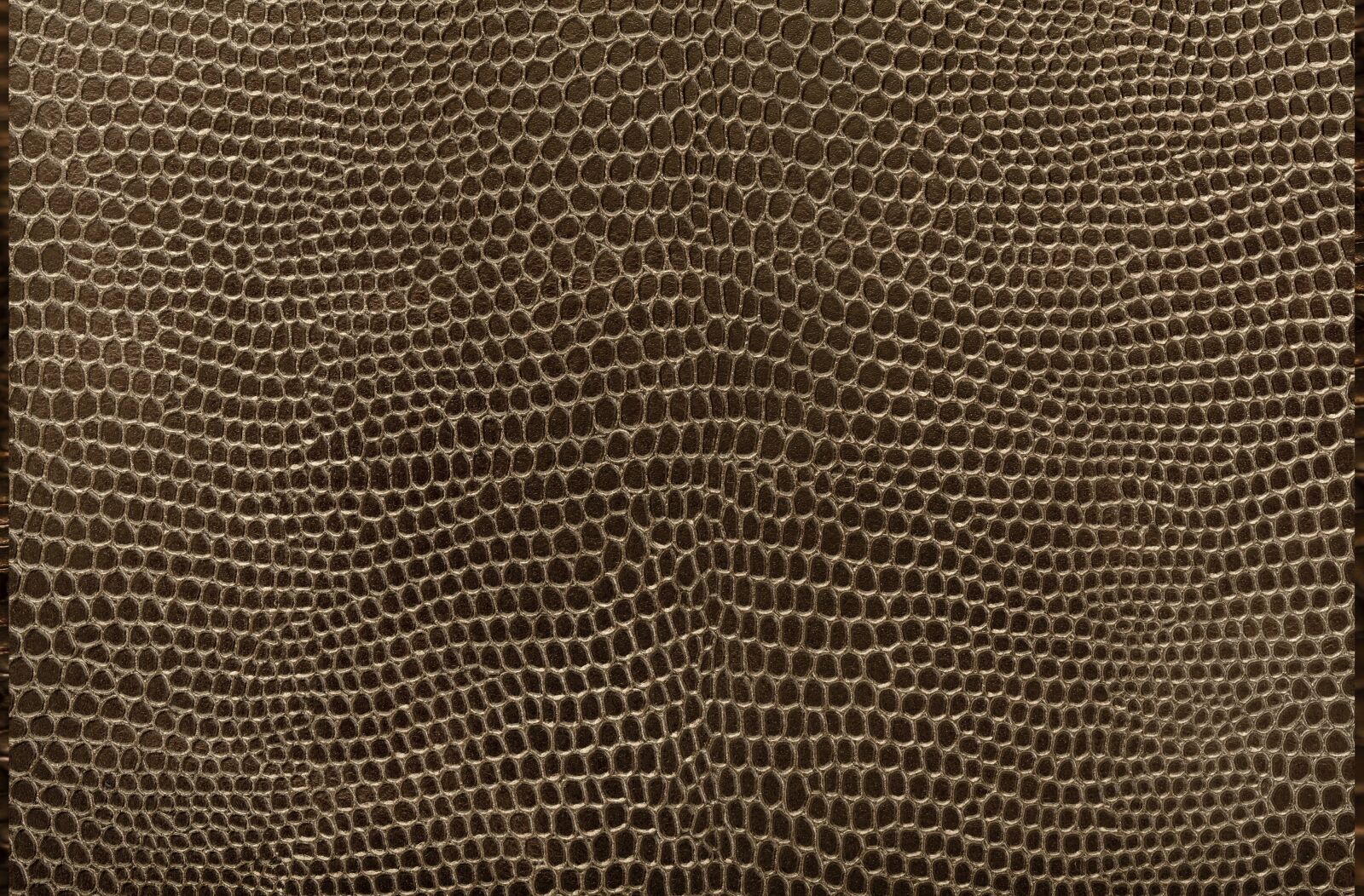 Nikon D700 sample photo. Texture, carapace, reptile photography