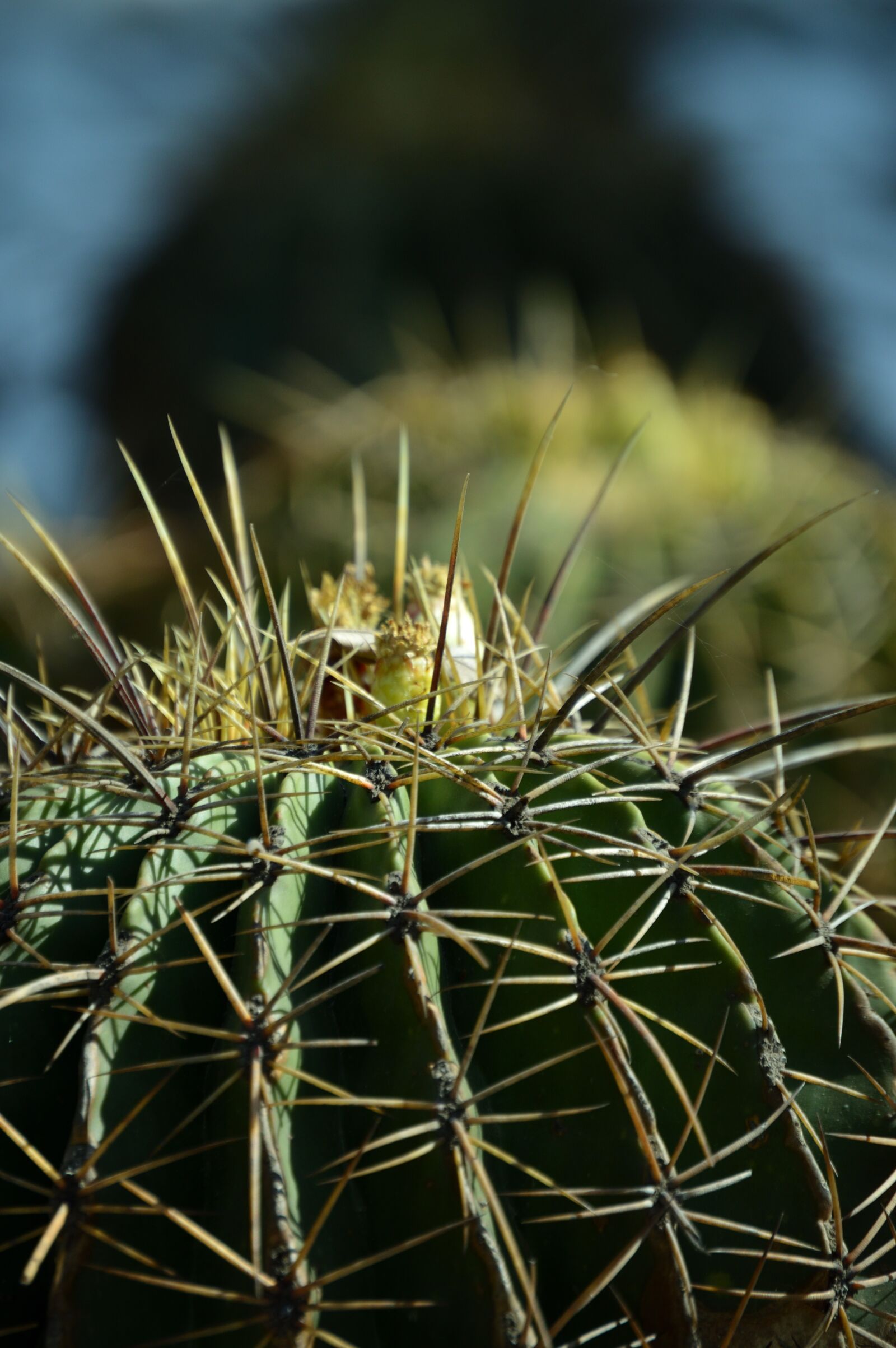Nikon D3200 sample photo. Park, plant, green photography