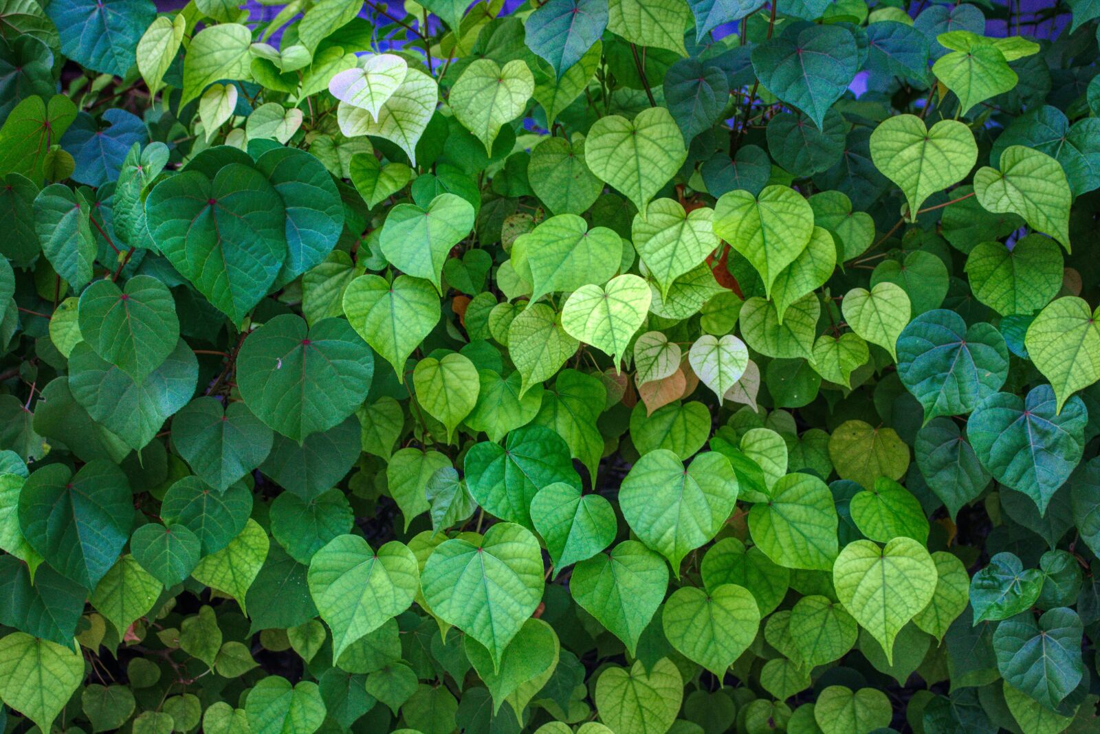 Canon EOS 750D (EOS Rebel T6i / EOS Kiss X8i) sample photo. Leaves, fresh, season photography