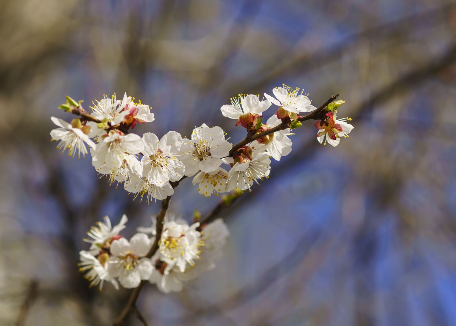 85mm F1.4 sample photo. Spring, apricot, tree photography