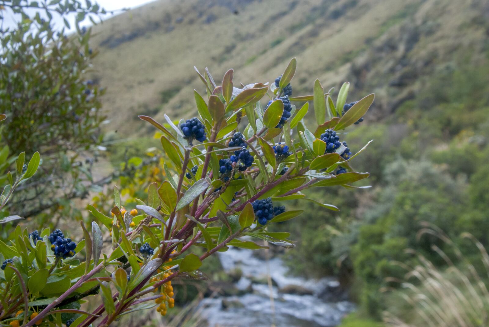 Nikon D80 sample photo. Flora, nature, plant photography