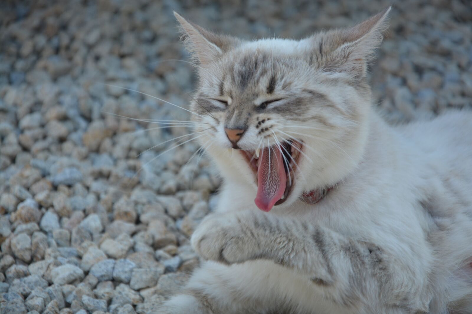 Nikon D5200 sample photo. Cat, yawn, head photography