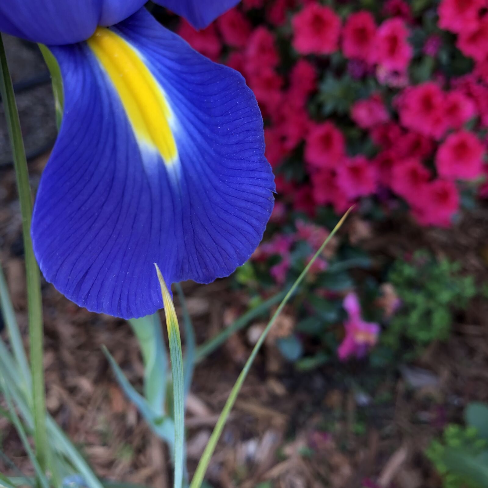 iPhone 8 back camera 3.99mm f/1.8 sample photo. Iris, petal, garden photography