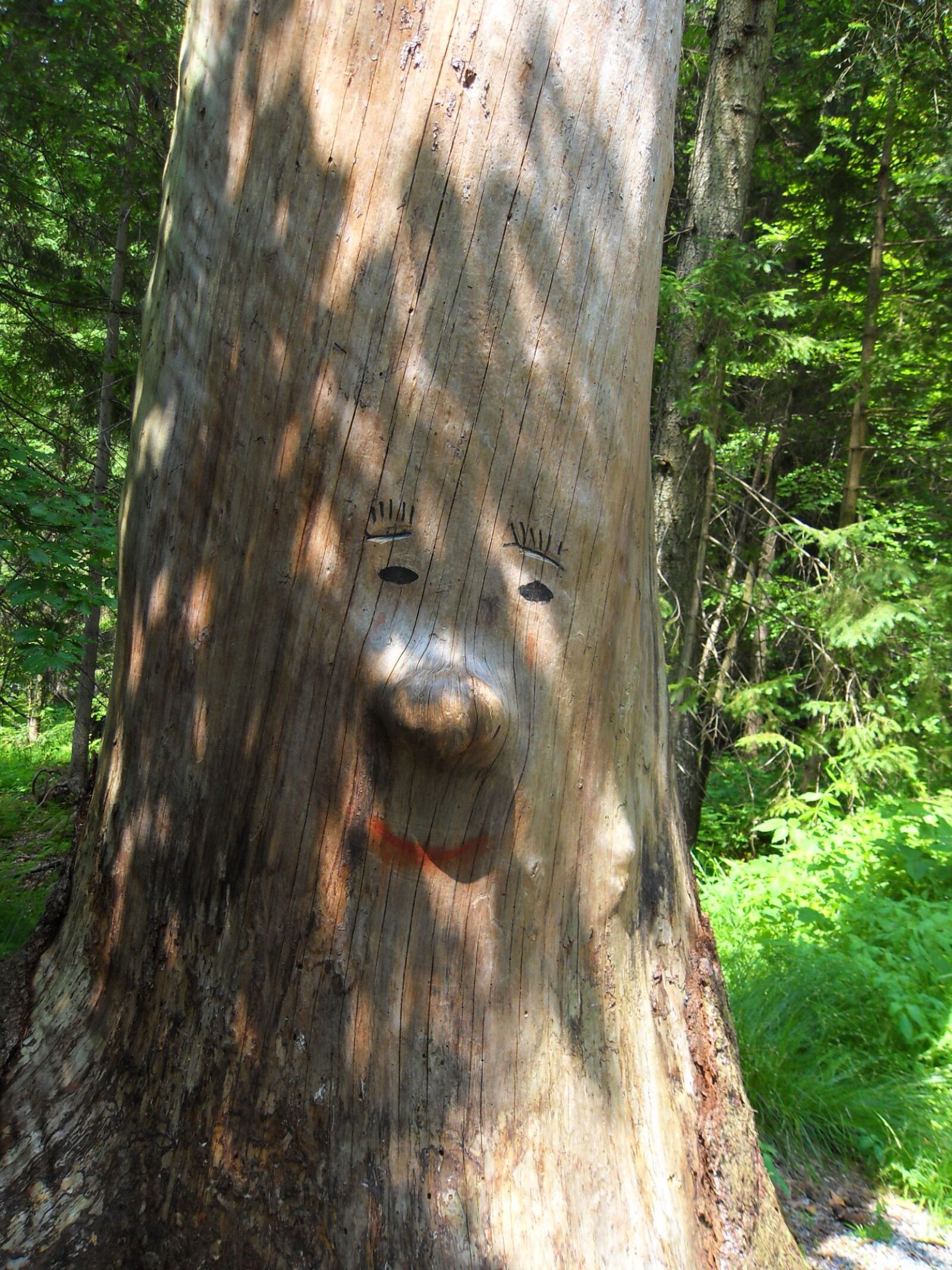 Samsung PL60 / VLUU PL60 /  SL420 sample photo. Tree face, log, forest photography