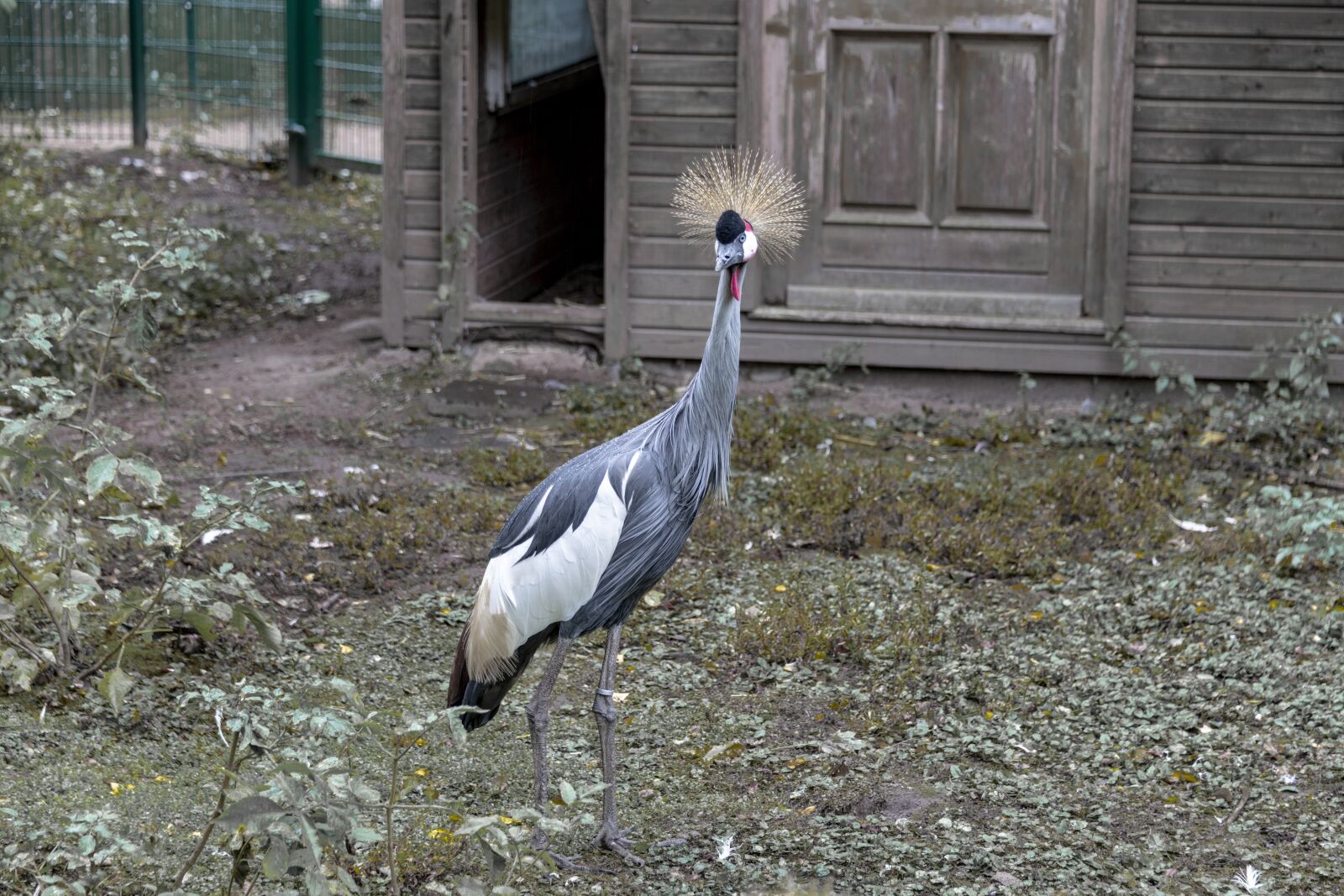 Nikon D850 sample photo. Bird, duck, feather photography