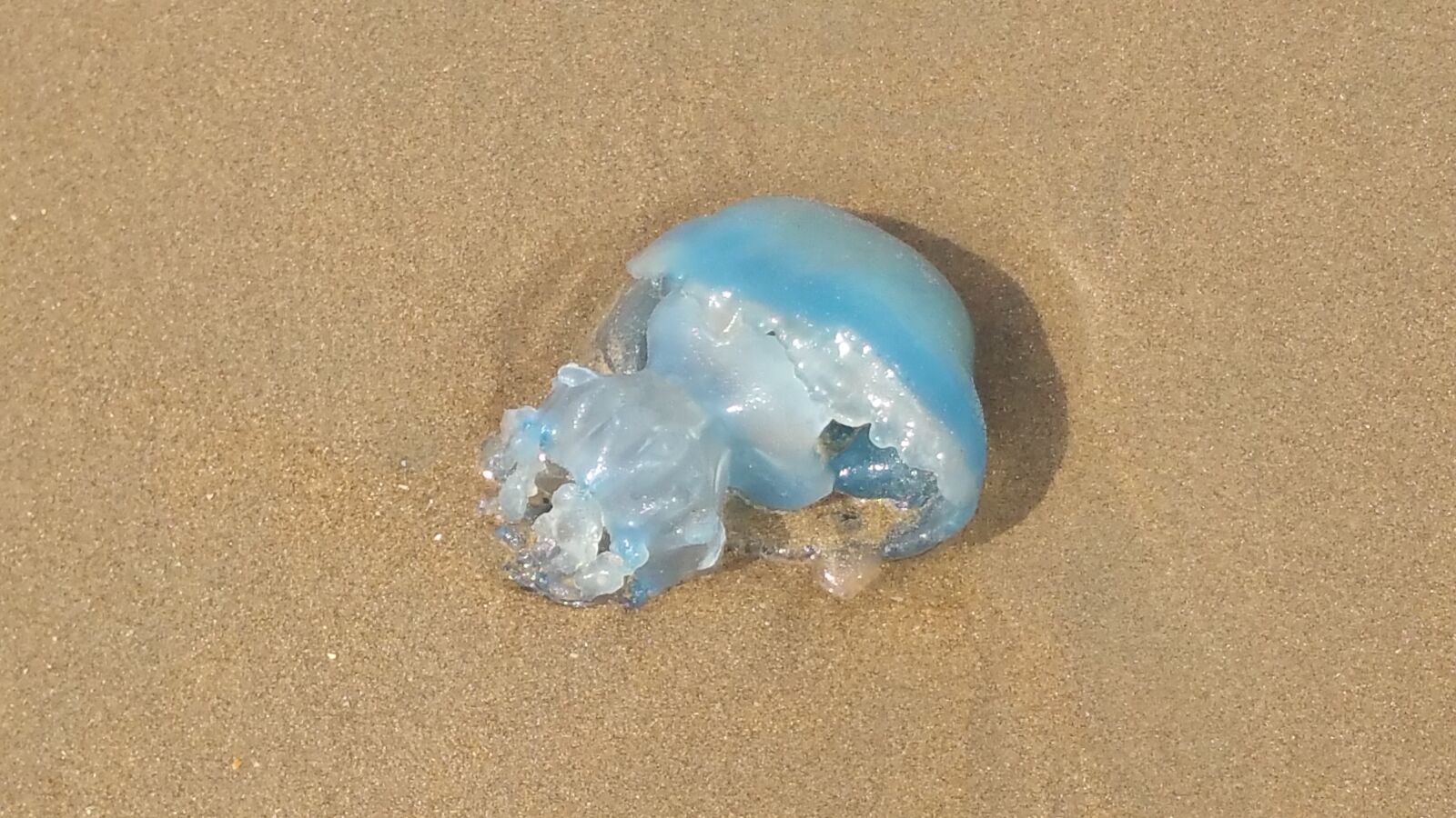 Samsung Galaxy Note4 sample photo. Jellyfish, beach, north sea photography