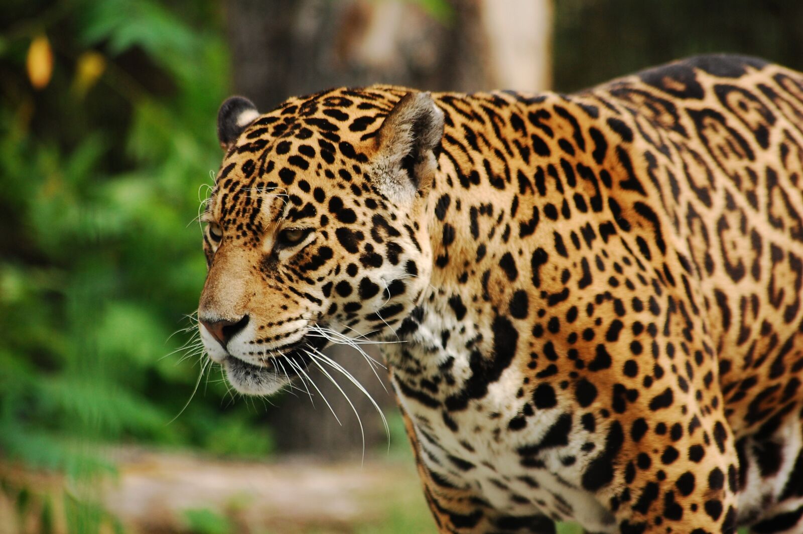 Nikon D40 sample photo. Wild, cat, feral cat photography