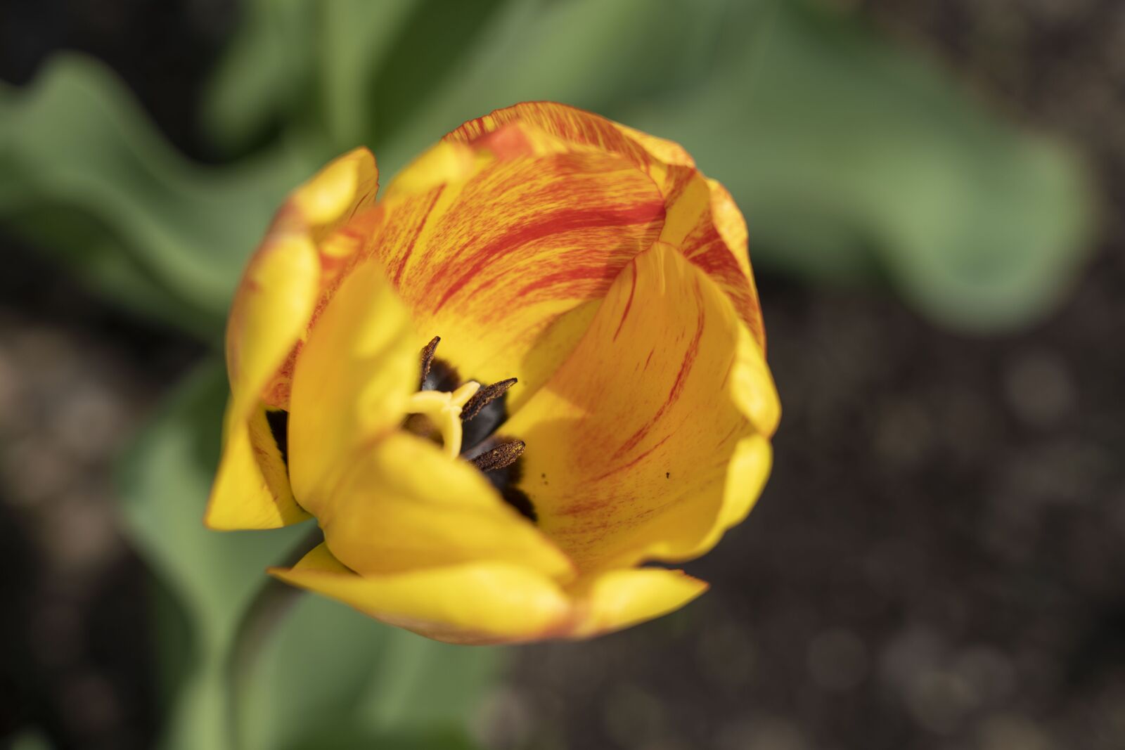 Sony FE 24-105mm F4 G OSS sample photo. Tulip, flower, plant photography