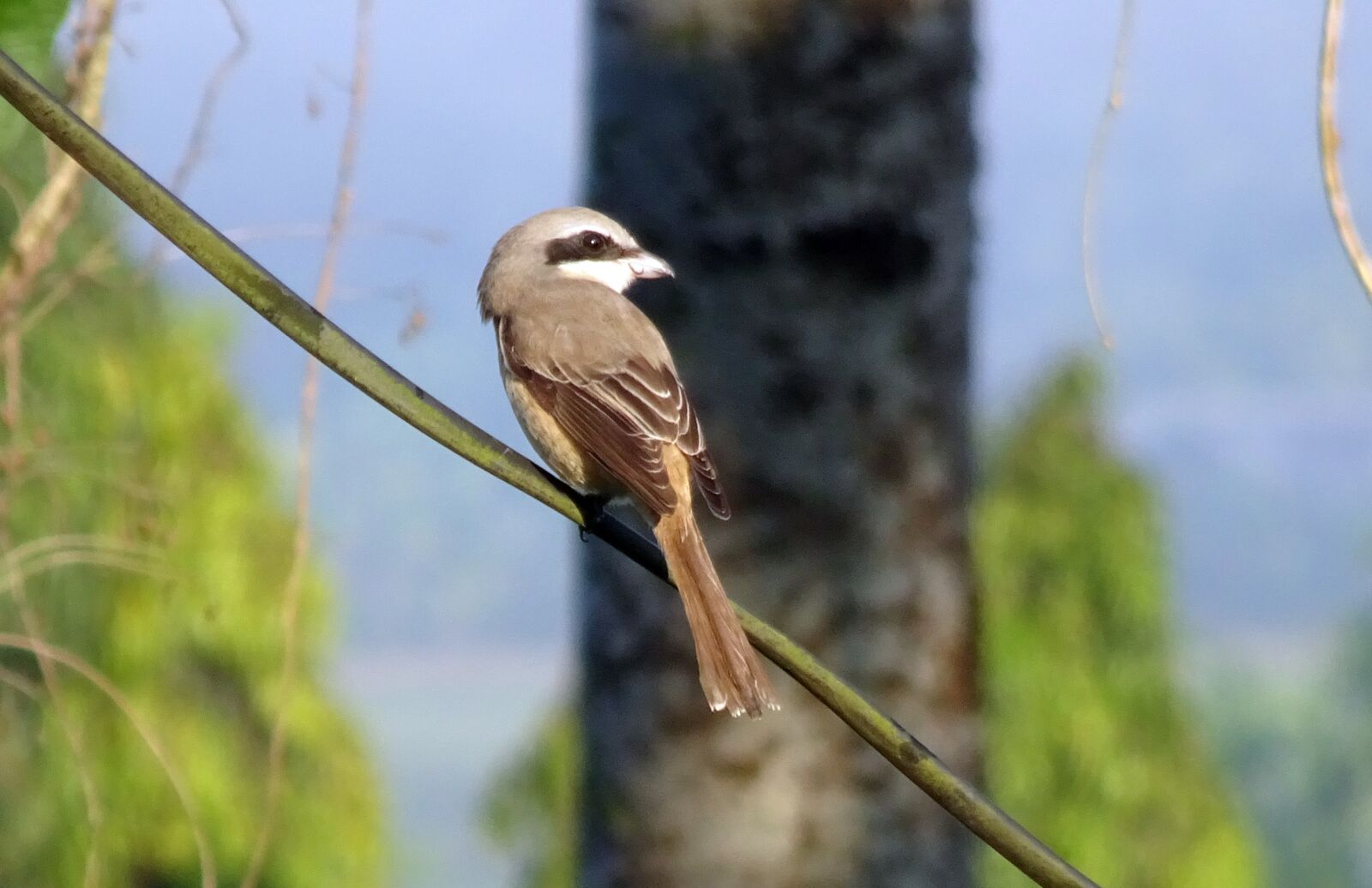 Sony Cyber-shot DSC-HX90V sample photo. Bird, brown shrike, lanius photography