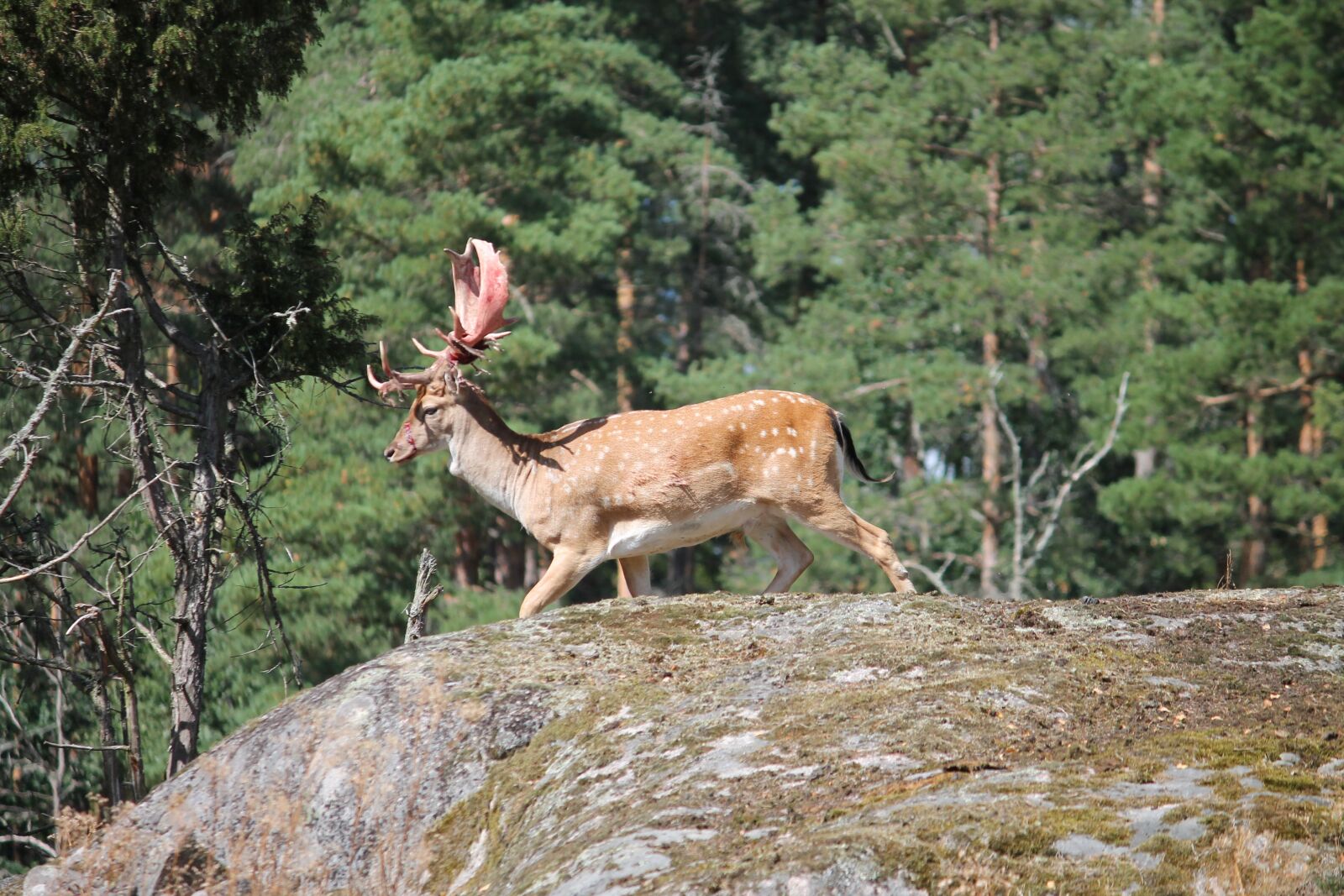Canon EOS 1100D (EOS Rebel T3 / EOS Kiss X50) sample photo. Hirsch, damm wild, nature photography