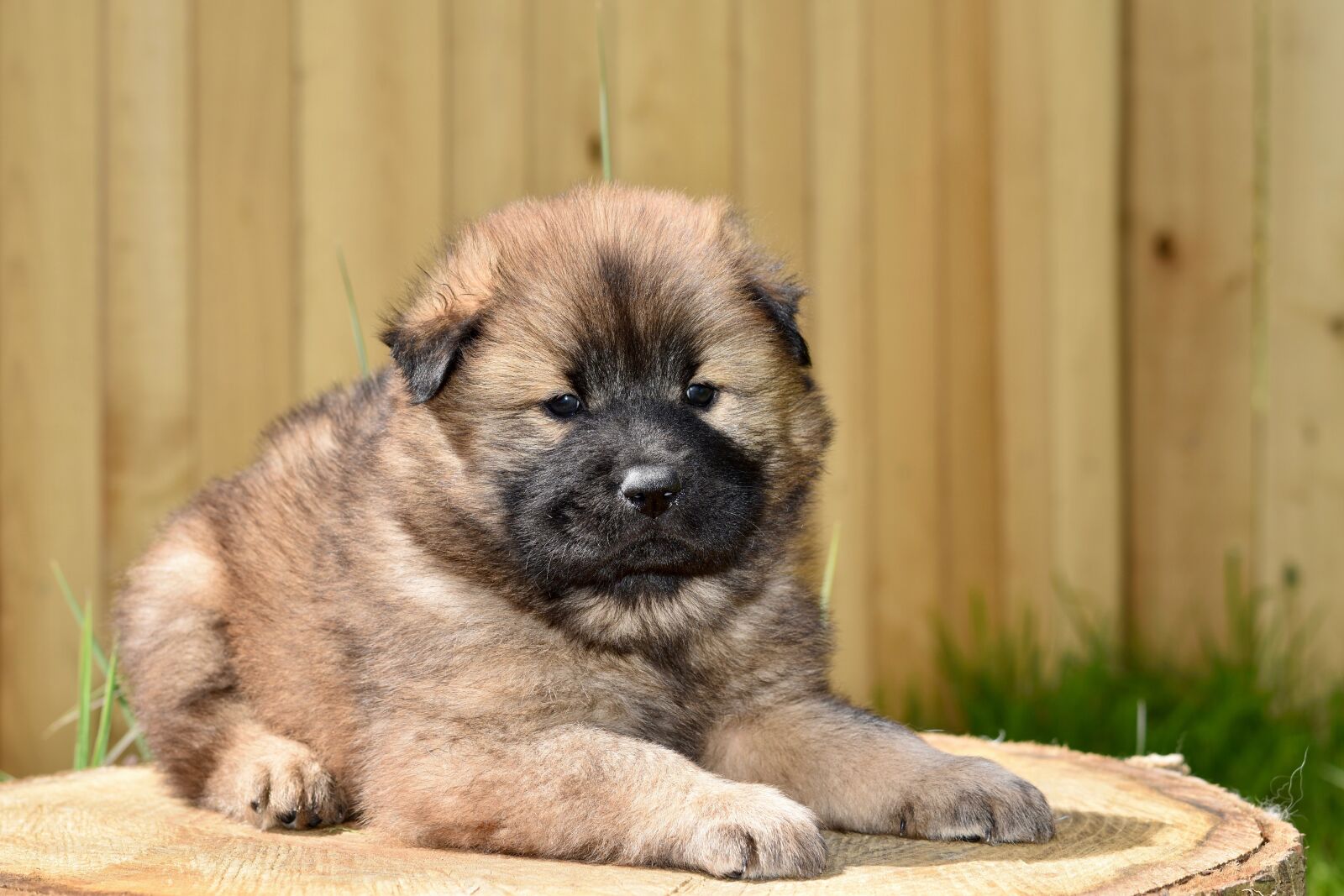 Nikon D5600 sample photo. Dog, dog eurasier, young photography