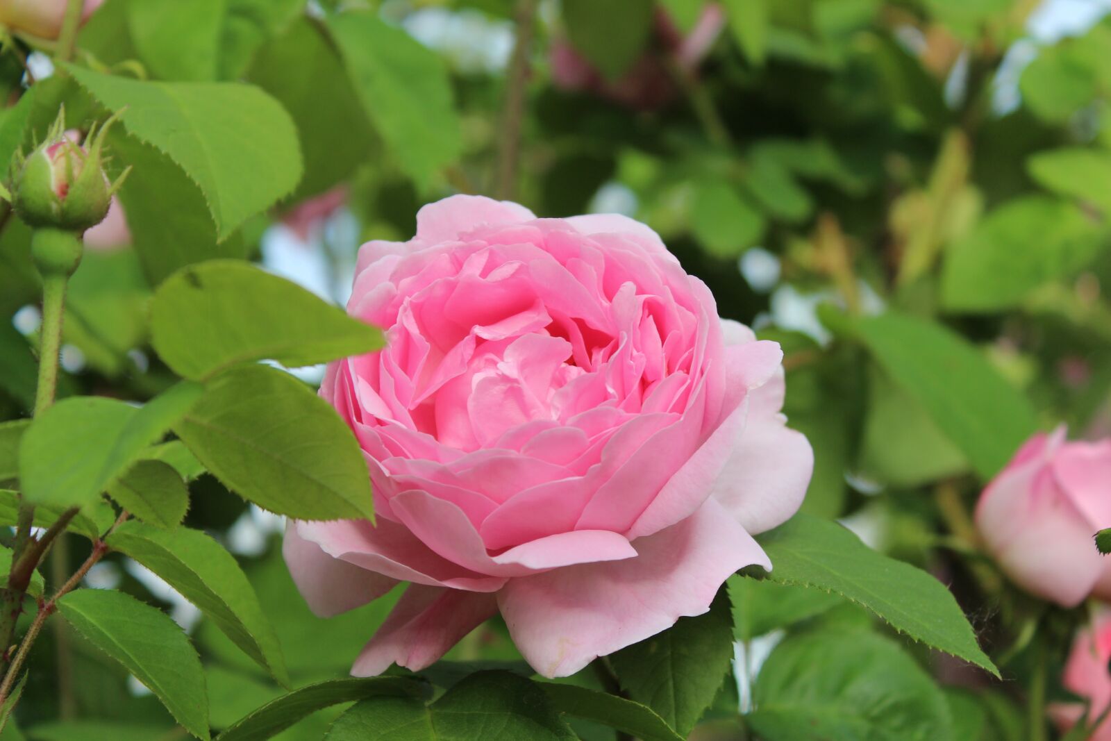 Canon EOS 650D (EOS Rebel T4i / EOS Kiss X6i) sample photo. Rose, garden, romance photography