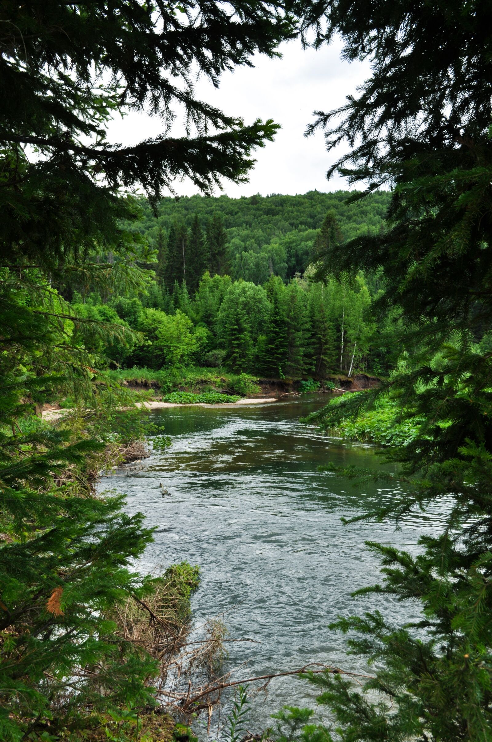 Nikon D5000 sample photo. Forest, river, water photography