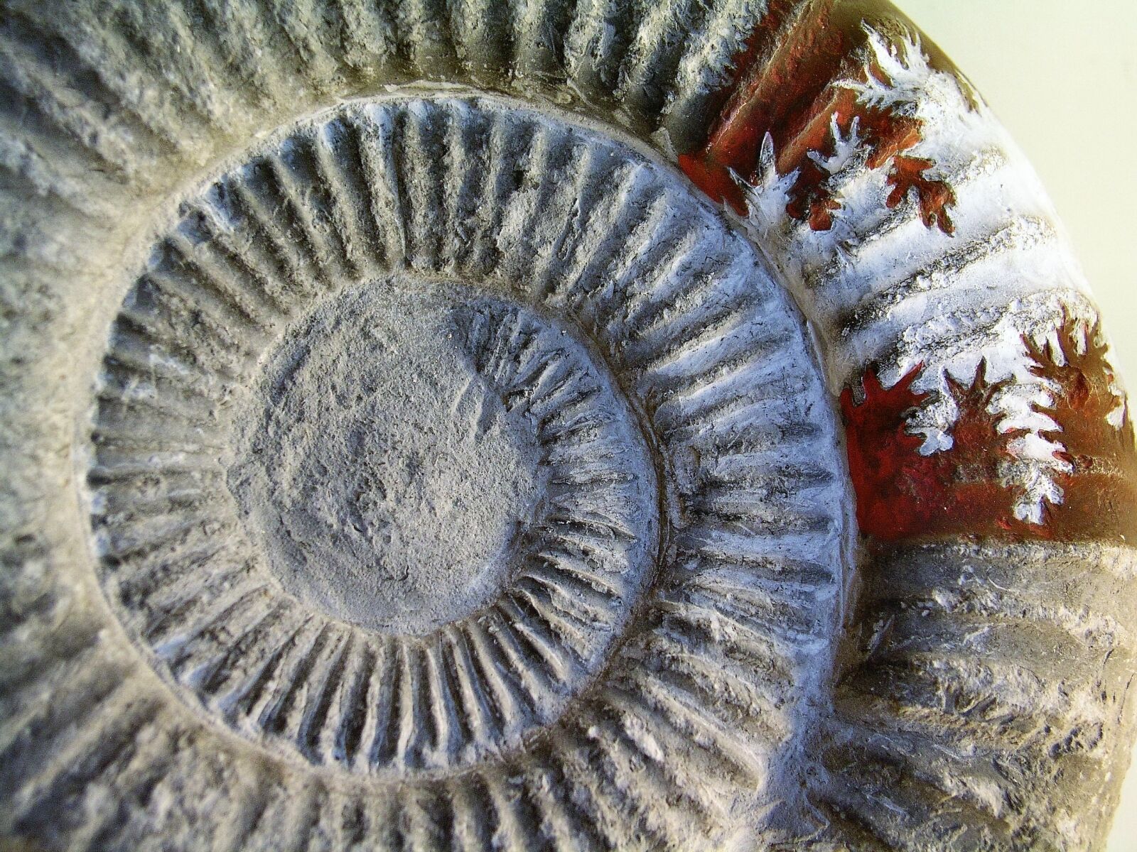 Olympus C5050Z sample photo. Fossil, art, stone photography
