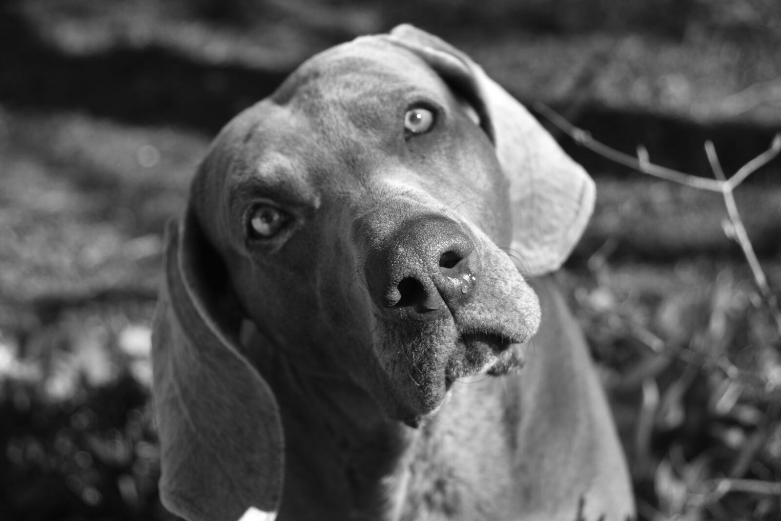 Nikon D5600 sample photo. Dog, weimaraner, snout photography