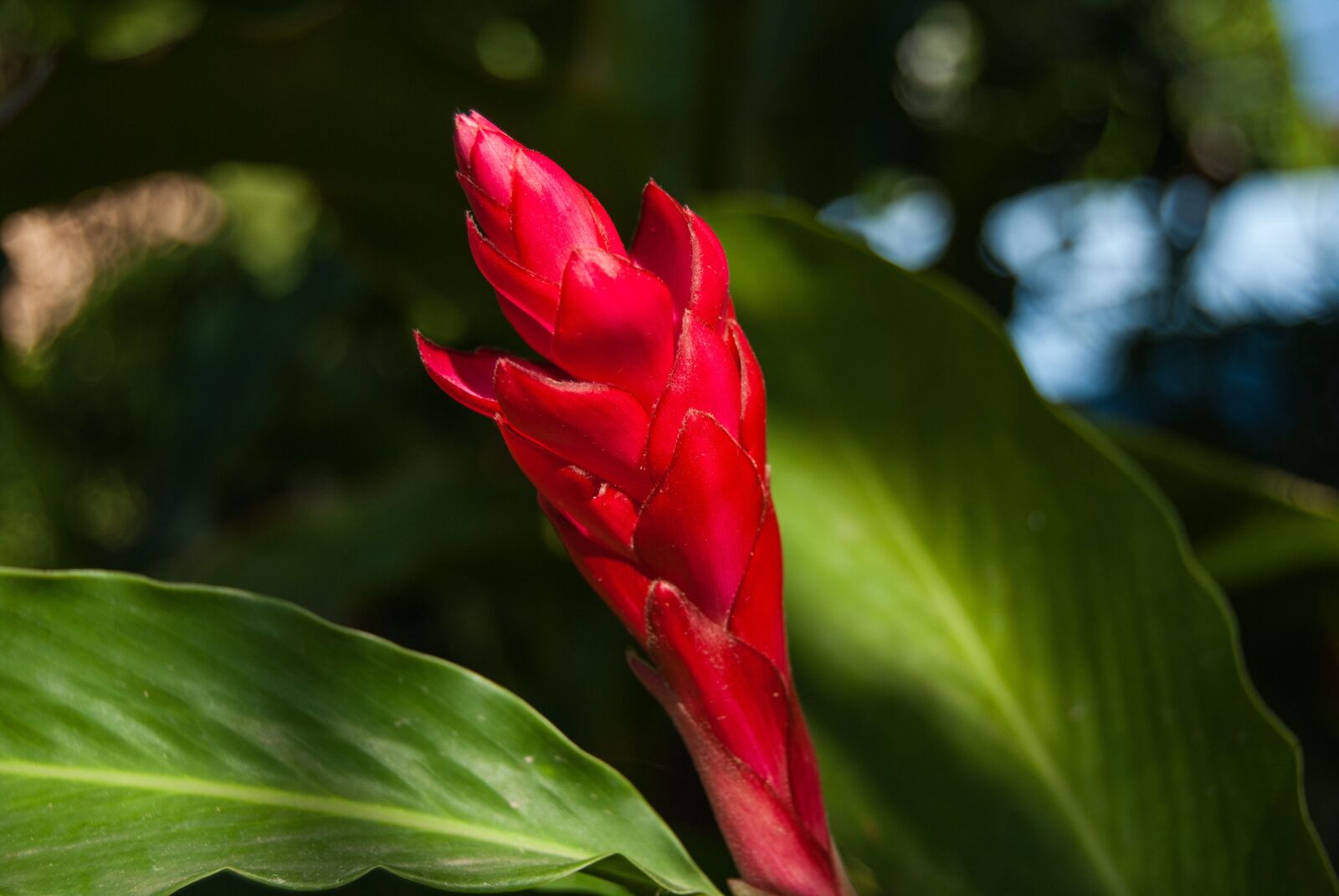 Nikon D3000 sample photo. Red flowers, red, plant photography