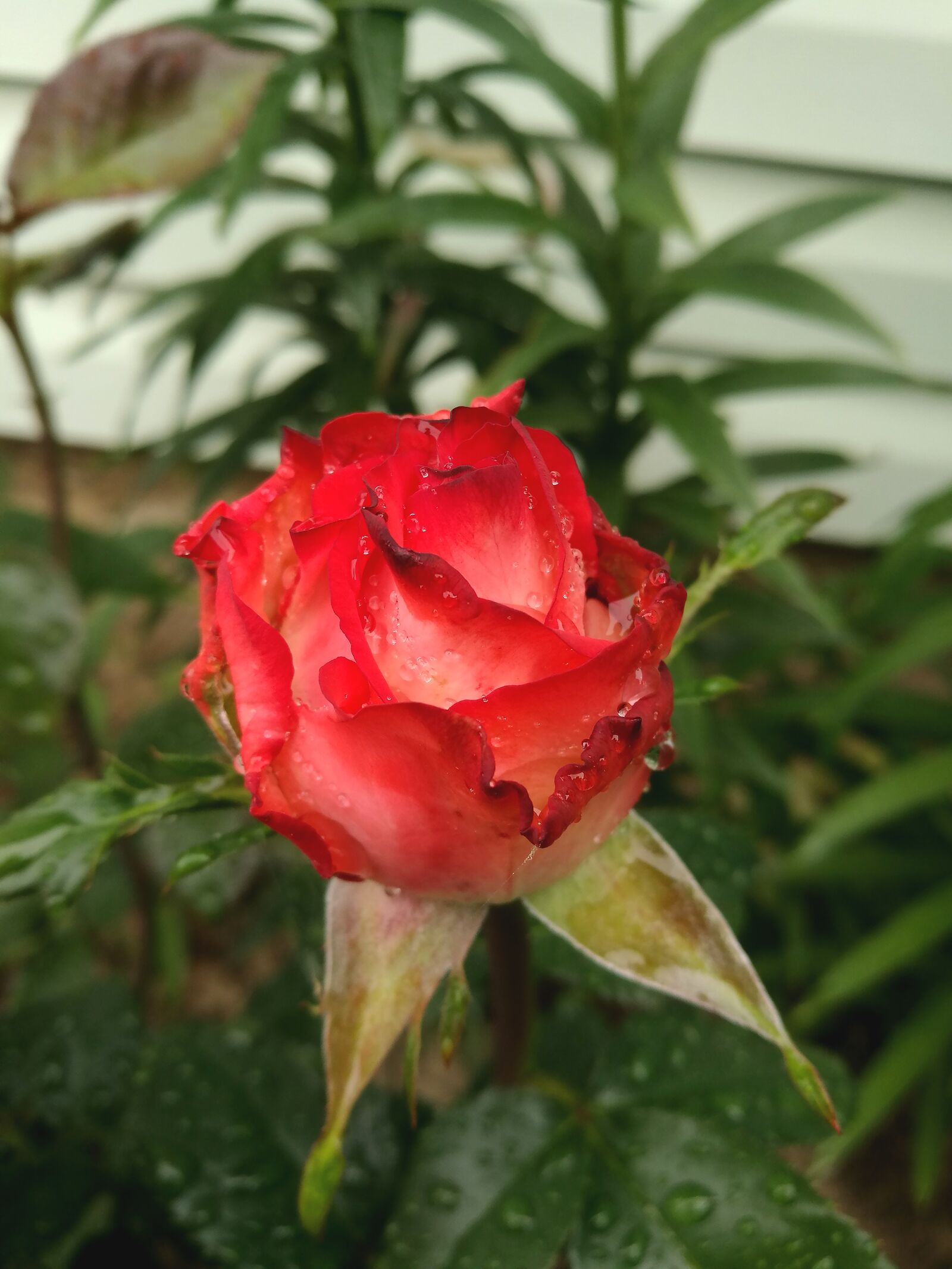 HUAWEI P9 sample photo. Rose, garden, red rose photography