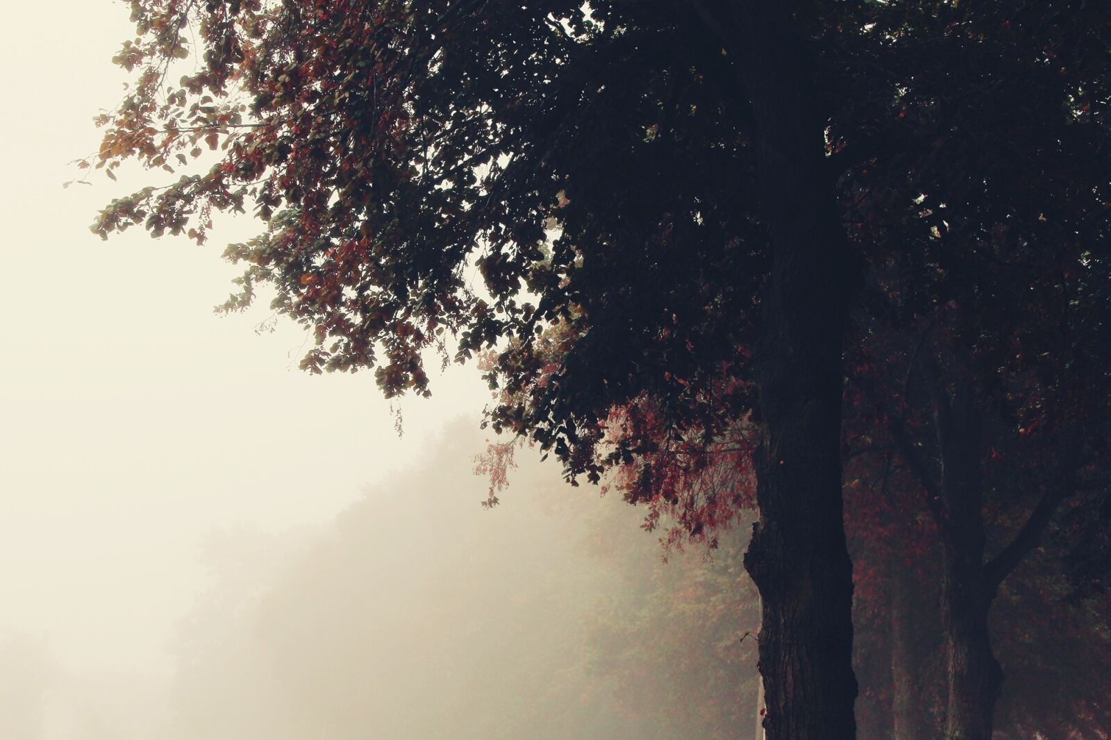 Canon EOS 1200D (EOS Rebel T5 / EOS Kiss X70 / EOS Hi) sample photo. Fog, trees, nature photography