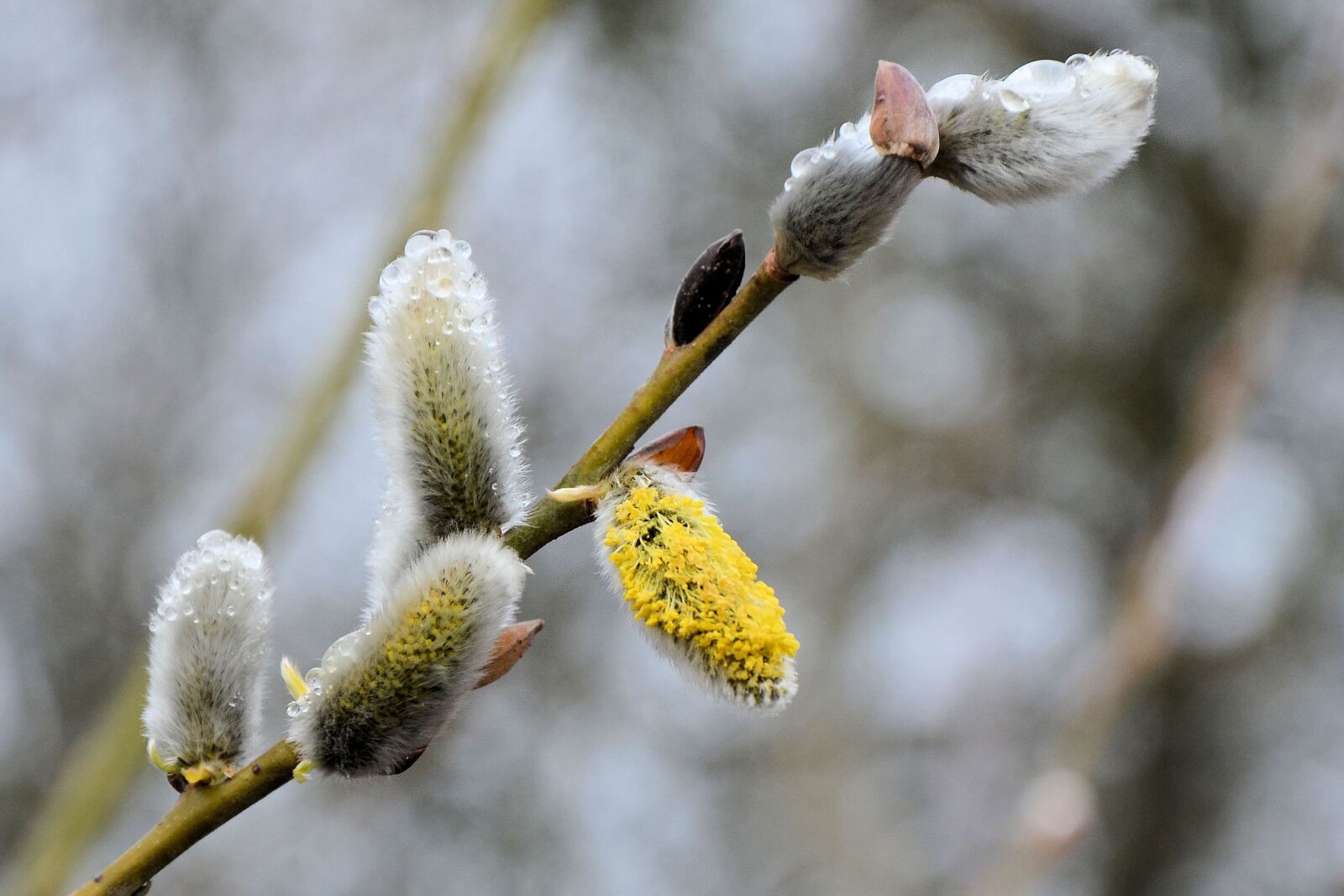 Nikon D5100 sample photo. Willow catkins, dewdrop, spring photography