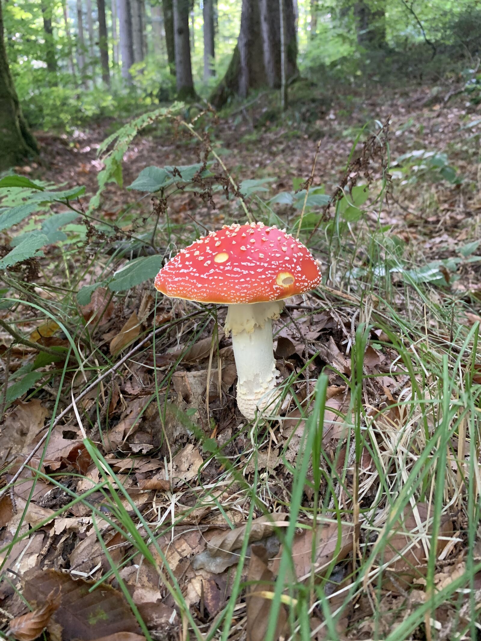 Apple iPhone XS sample photo. Fly agaric, mushroom, forest photography