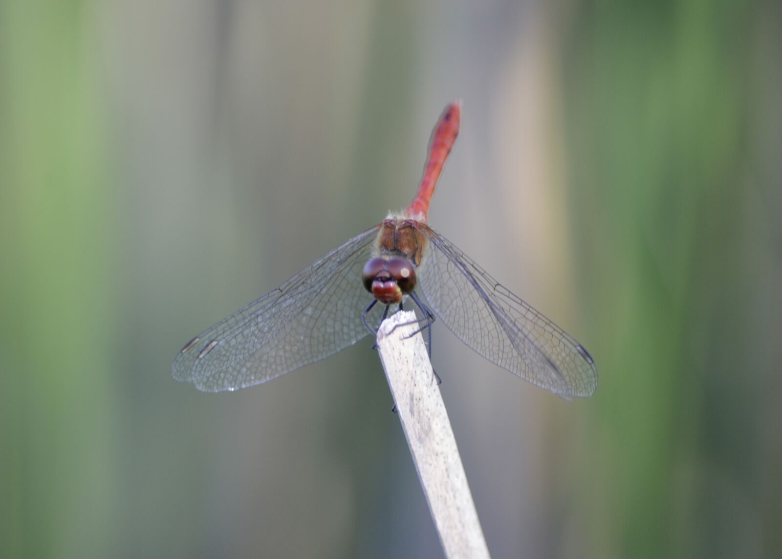 Nikon D3200 sample photo. Dragonfly, nature, wing photography