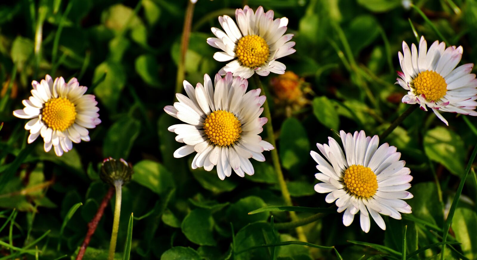 Nikon D7200 sample photo. Daisy, meadow, spring photography
