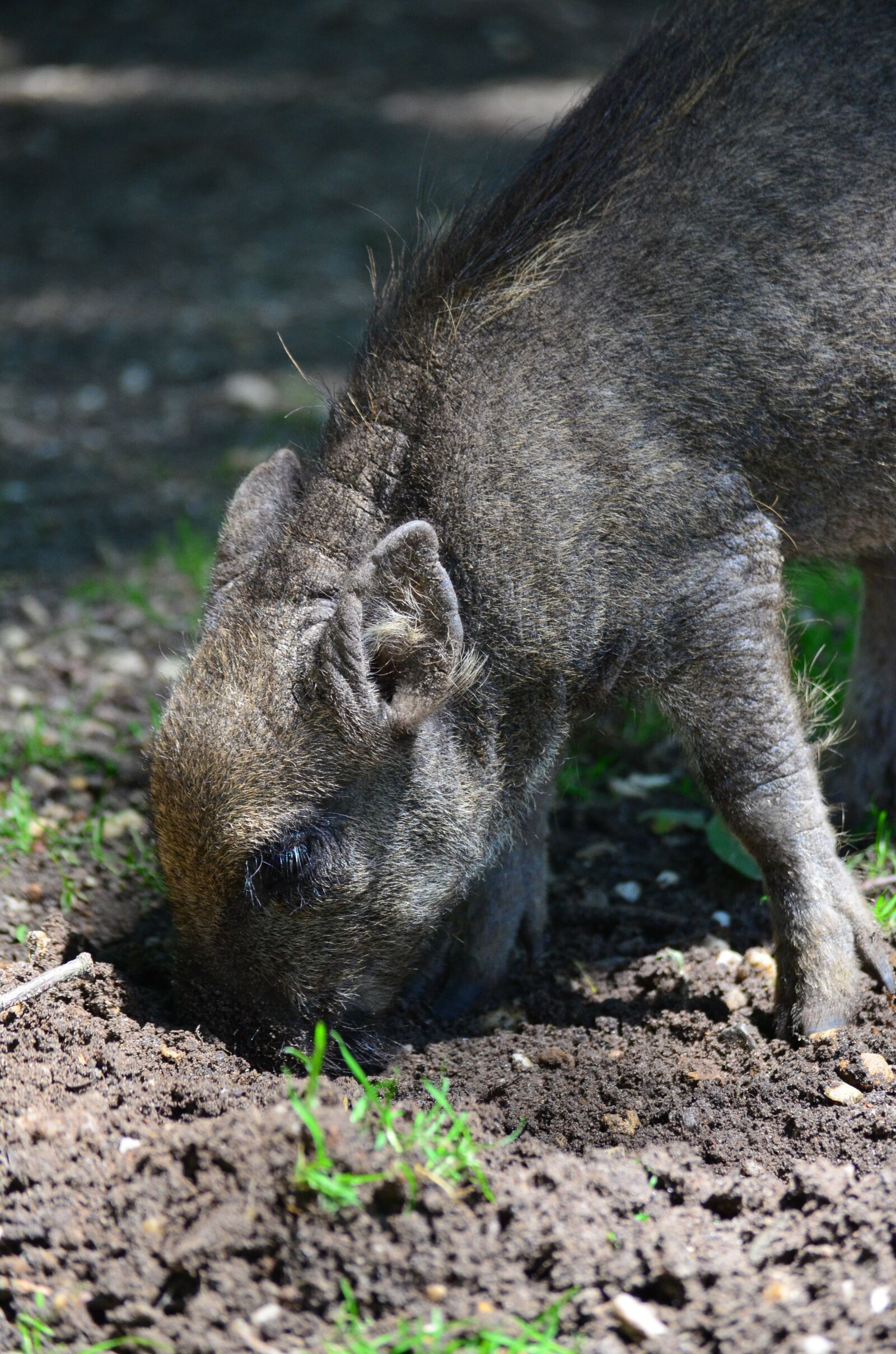 Nikon D5100 sample photo. Boar, nature, little pig photography