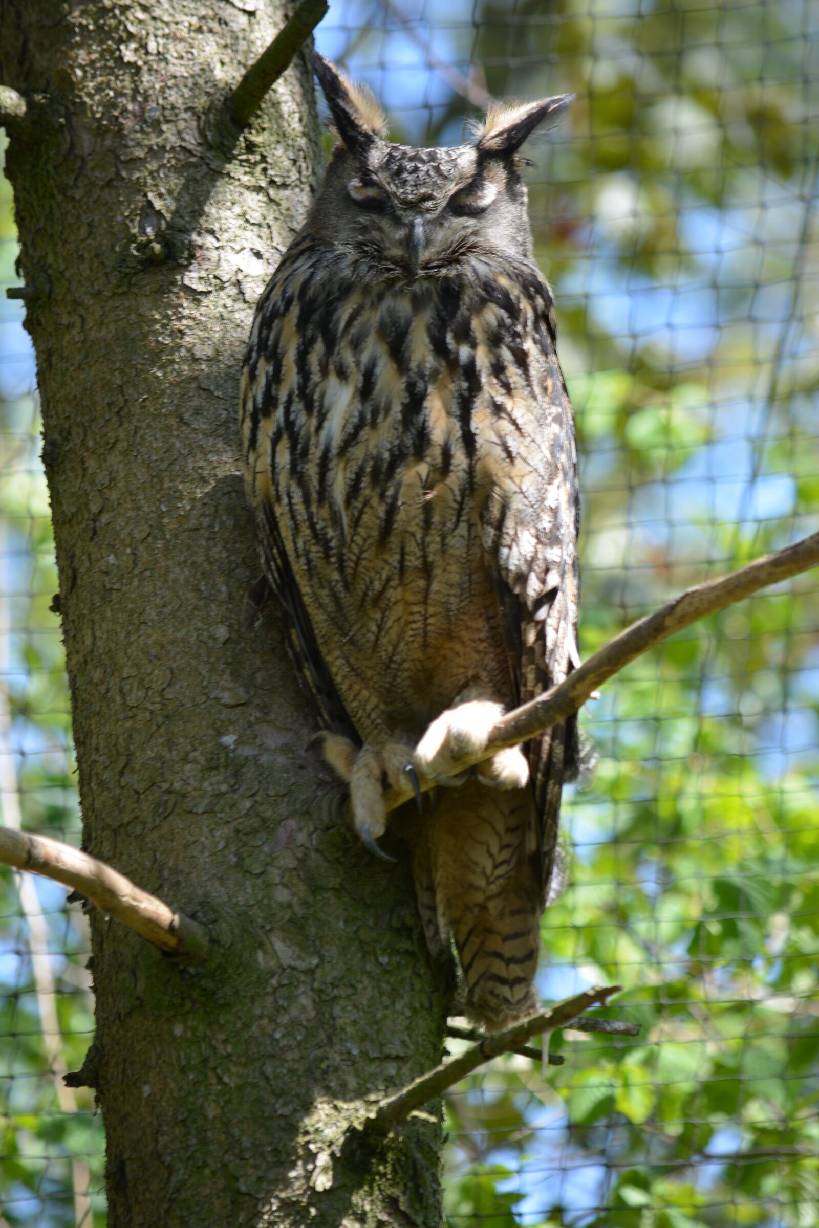 Nikon D5200 sample photo. Animal, raptor, falconry photography