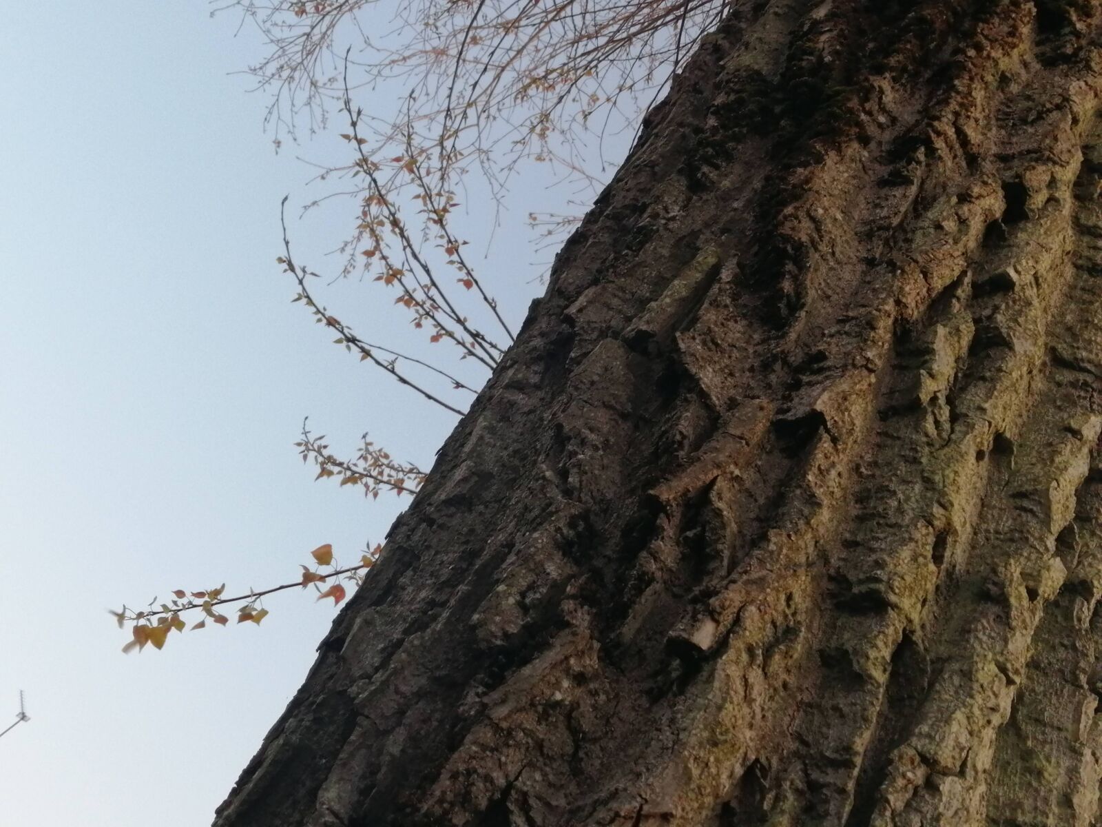 HUAWEI P SMART 2019 sample photo. Tree, tree trunk, log photography