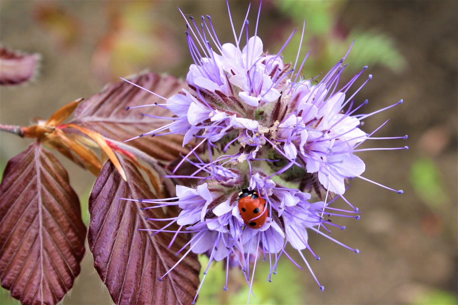 Canon EOS 1000D (EOS Digital Rebel XS / EOS Kiss F) sample photo. Ladybug, blossom, bloom photography