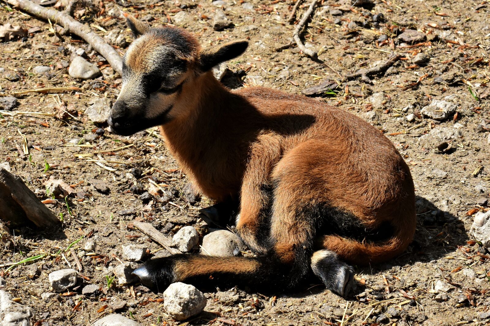 Nikon D7200 sample photo. Sheep, reborn, young animal photography