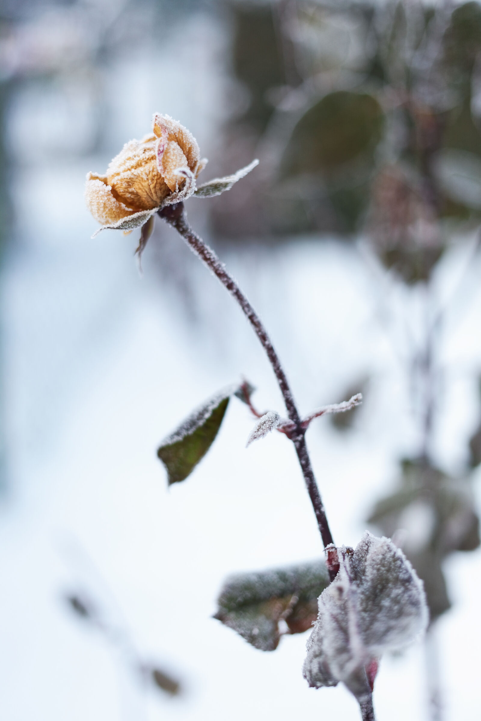 Canon EOS 5D Mark II + Canon EF 40mm F2.8 STM sample photo. Flower, frostbite, frozen, snow photography