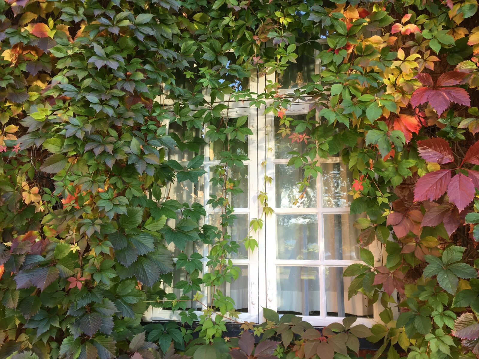 Apple iPhone 6s Plus sample photo. Window, climbing plant, virginia photography