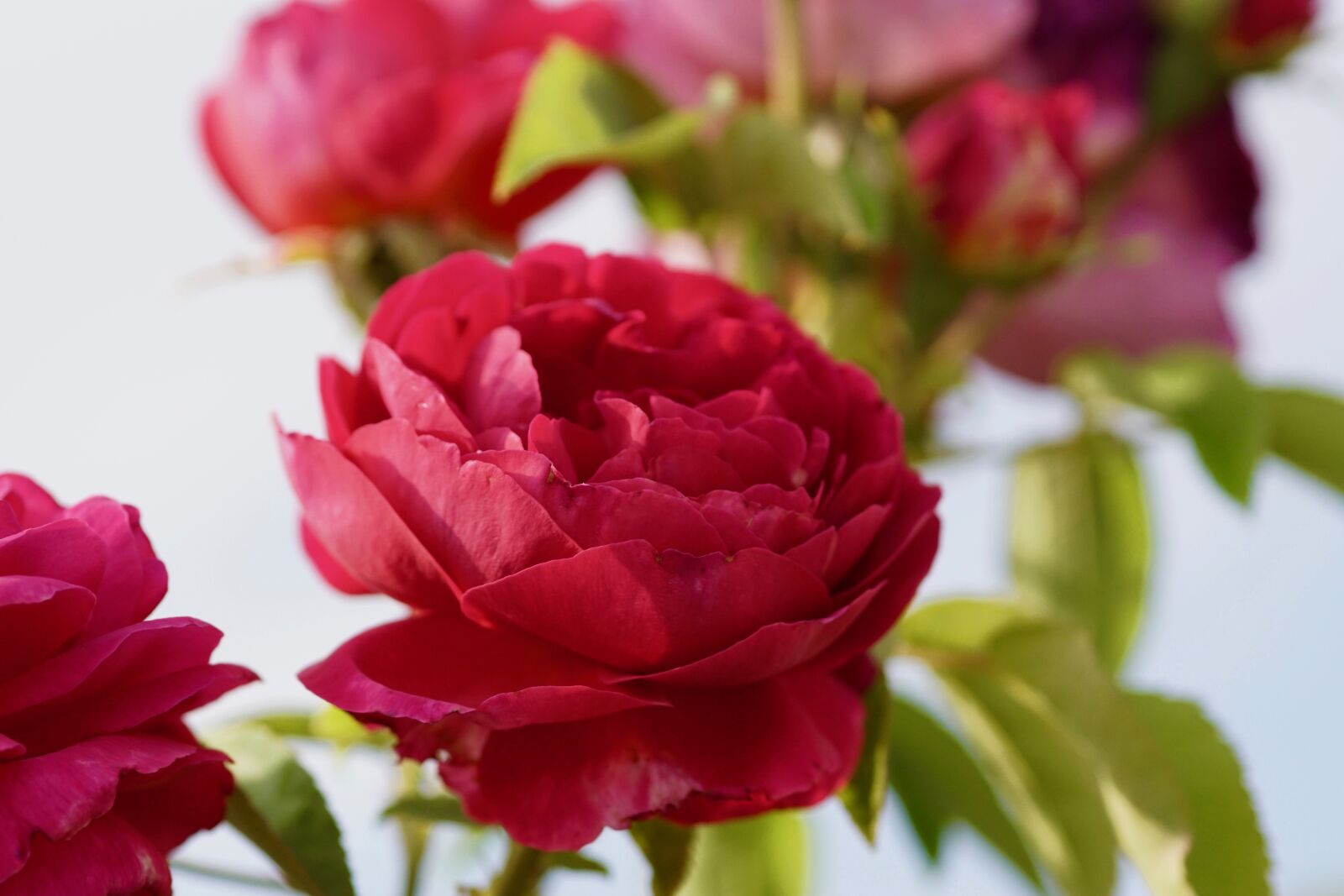 Sony SLT-A68 sample photo. Rose, red, flower photography