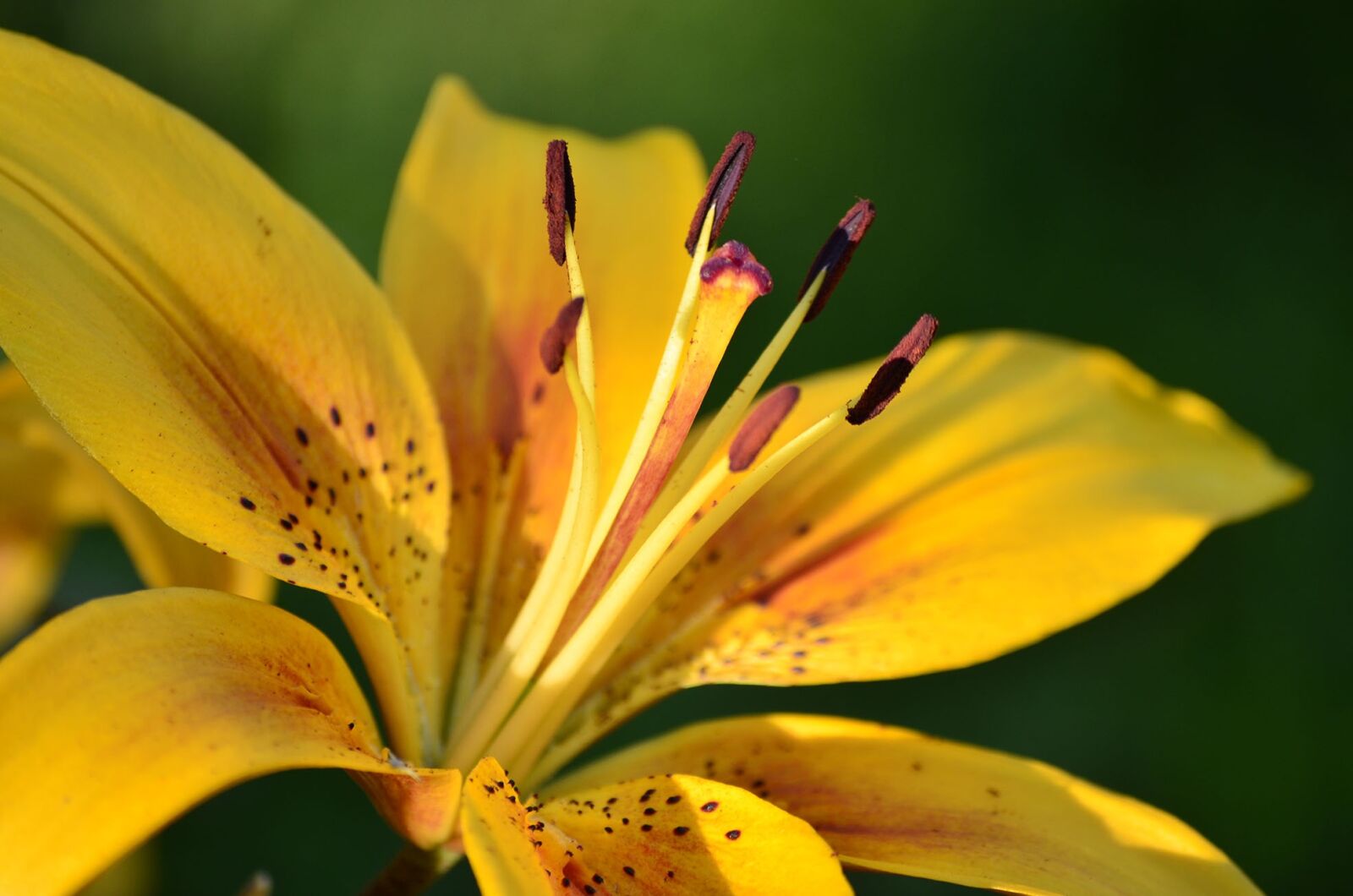 Nikon D5100 sample photo. Flowers, lily, summer photography
