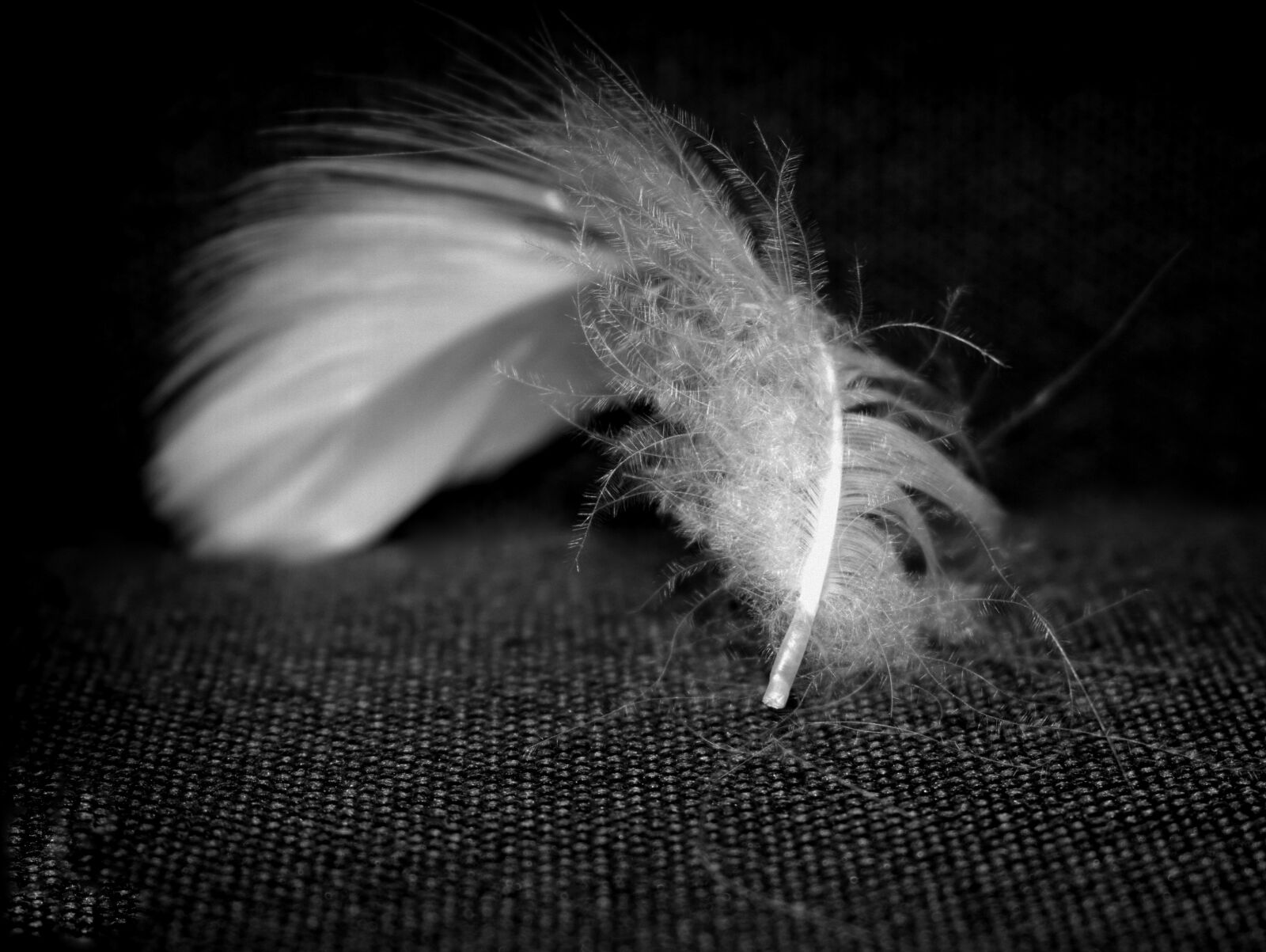 Nikon D3300 sample photo. Black, white, feather photography