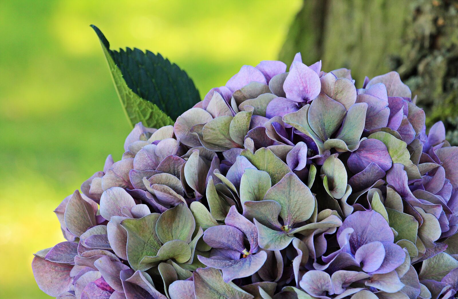 Canon EOS 550D (EOS Rebel T2i / EOS Kiss X4) sample photo. Hydrangea, flower, blossom photography