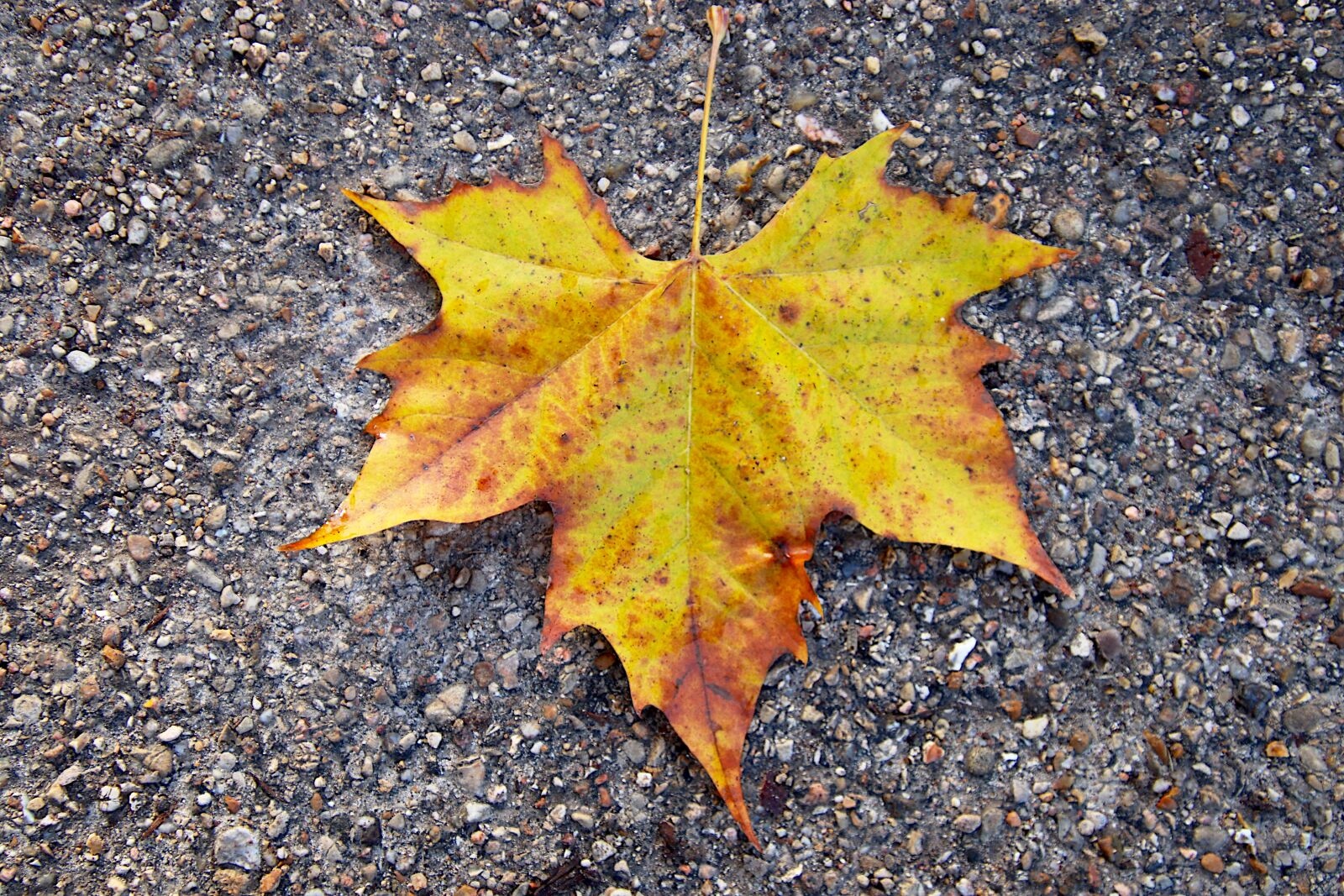 Canon EOS 800D (EOS Rebel T7i / EOS Kiss X9i) sample photo. Autumn leaves, fall colors photography