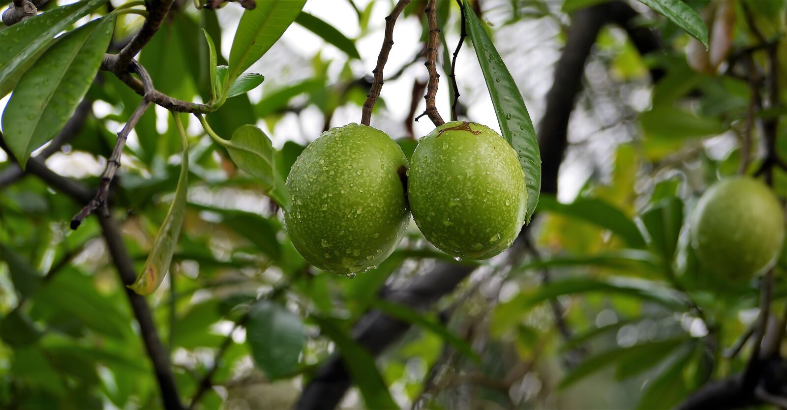 Panasonic Lumix DMC-GH3 sample photo. Nature, fruit, plant photography