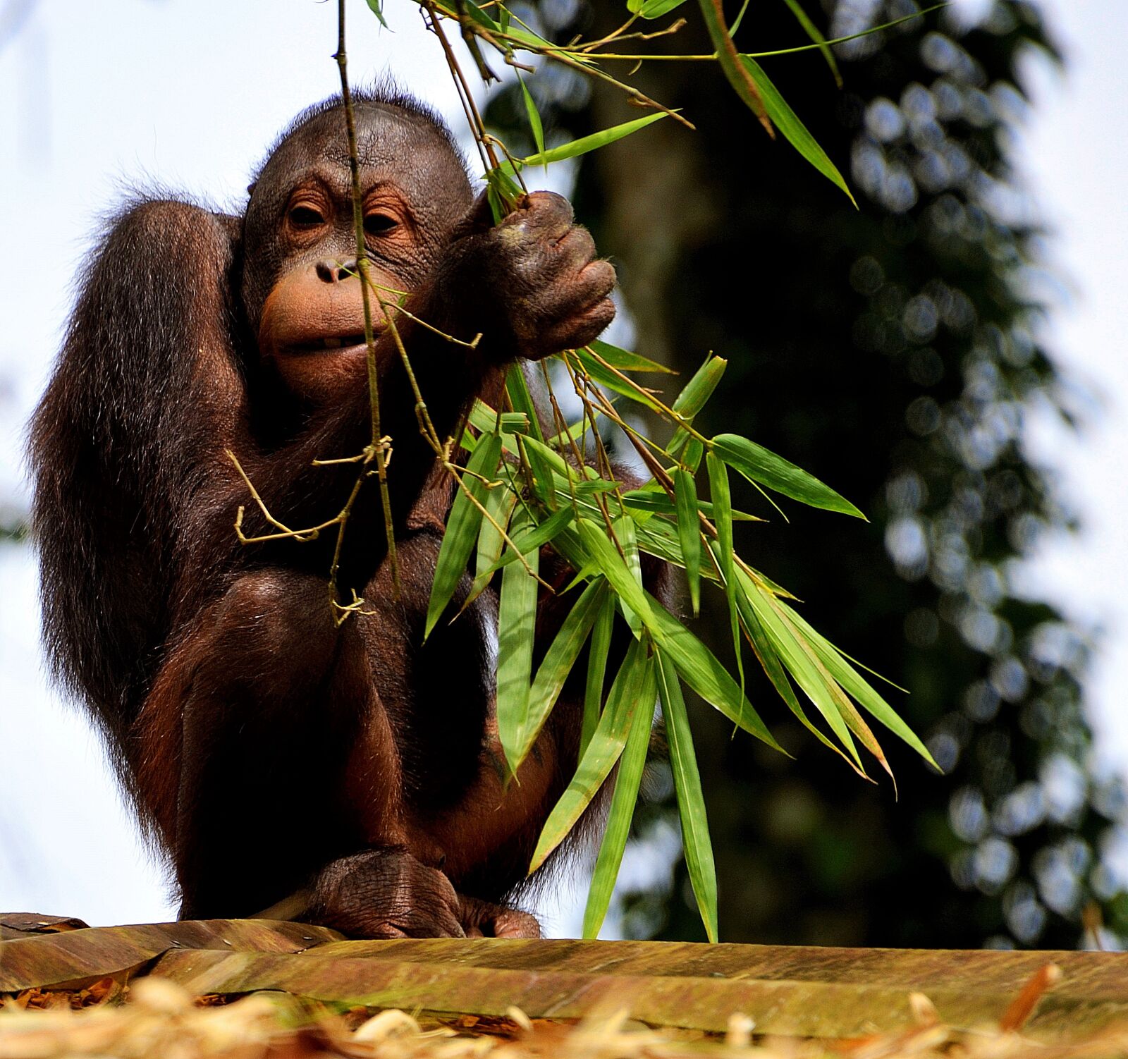 Nikon D5100 sample photo. Monkey, ape, orangutan photography