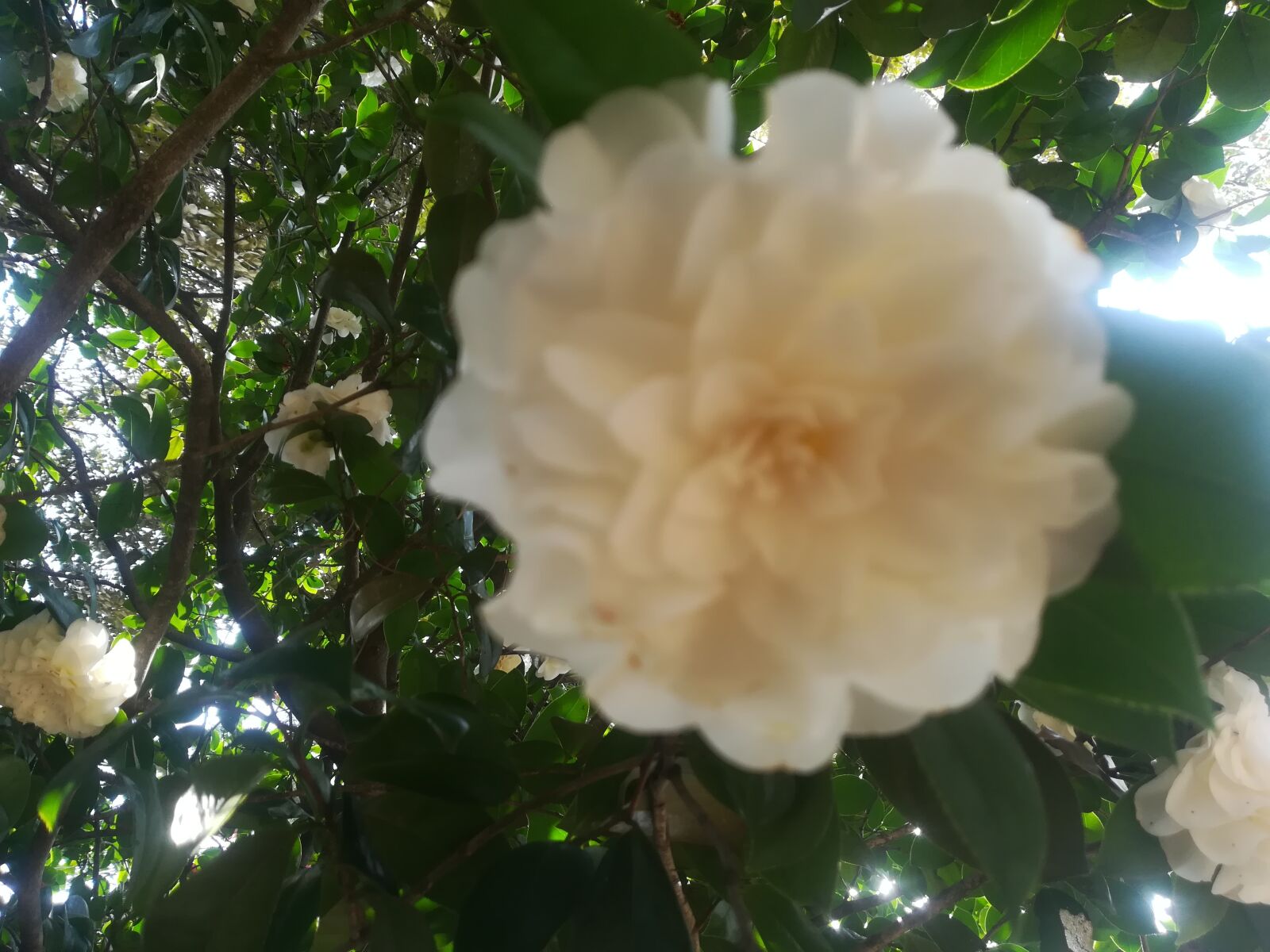 HUAWEI P10 lite sample photo. Flower, spring, nature photography