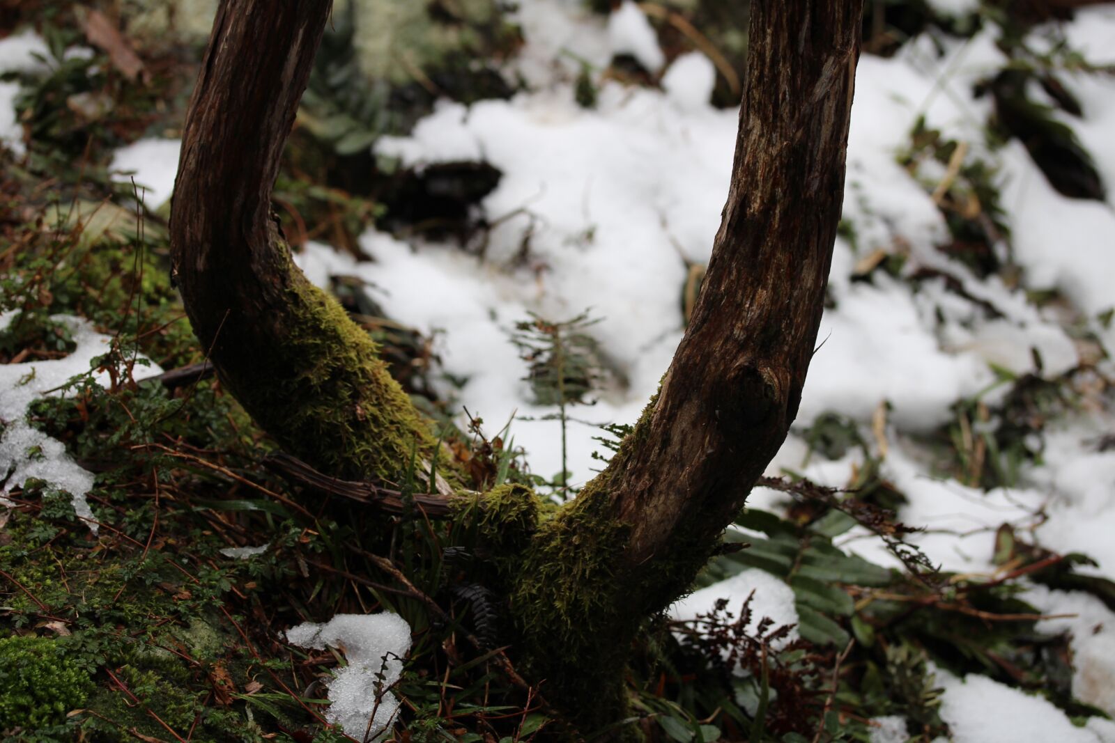Canon EF-S 60mm F2.8 Macro USM sample photo. Tree, wood, nature photography