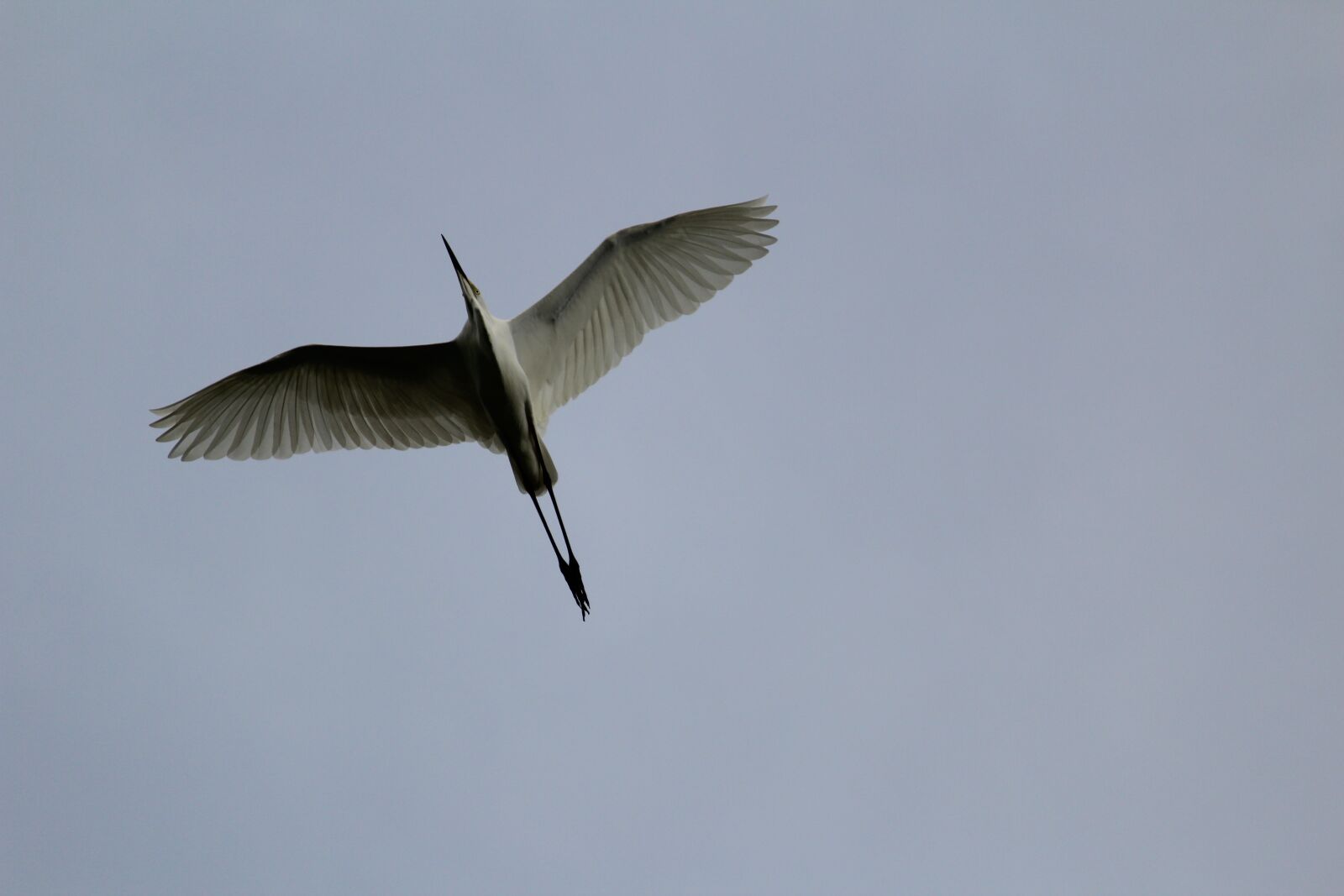 Canon EOS 1200D (EOS Rebel T5 / EOS Kiss X70 / EOS Hi) sample photo. Bird, fly, flying photography