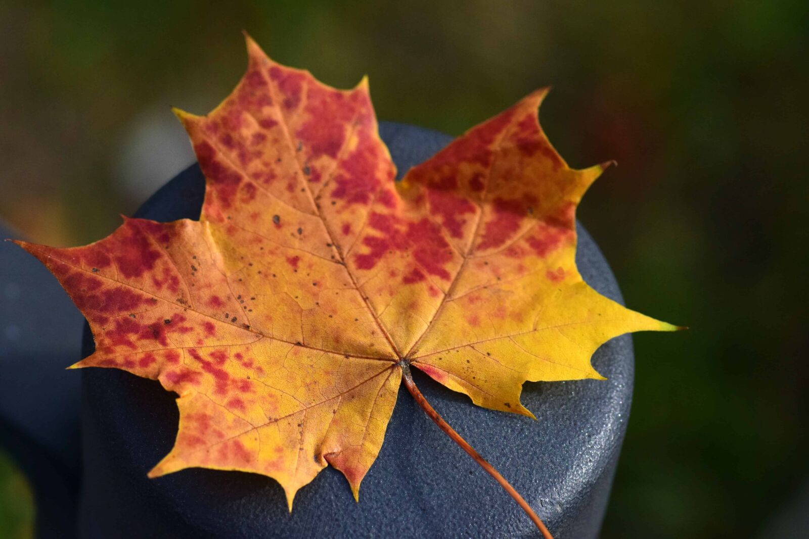 Nikon D3300 sample photo. Leaf, nature, autumn, foliage photography