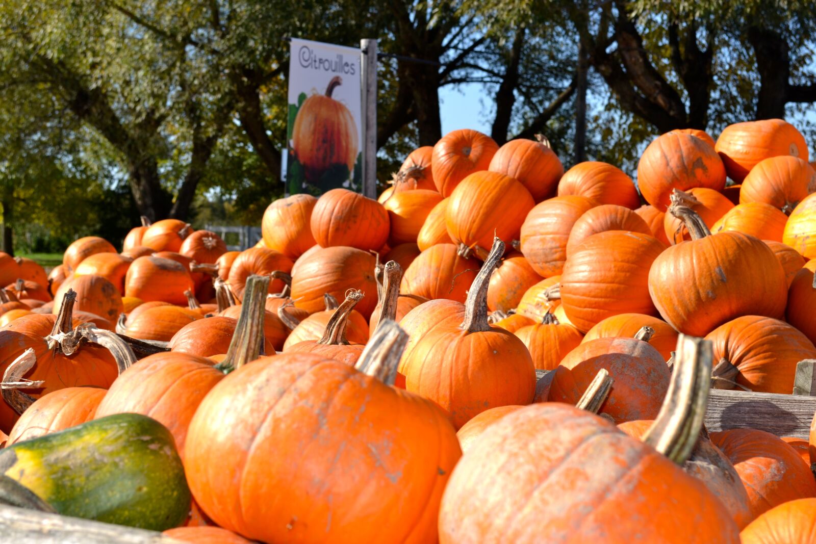 Nikon D3100 sample photo. Pumpkin, pumpkin patch, autumn photography