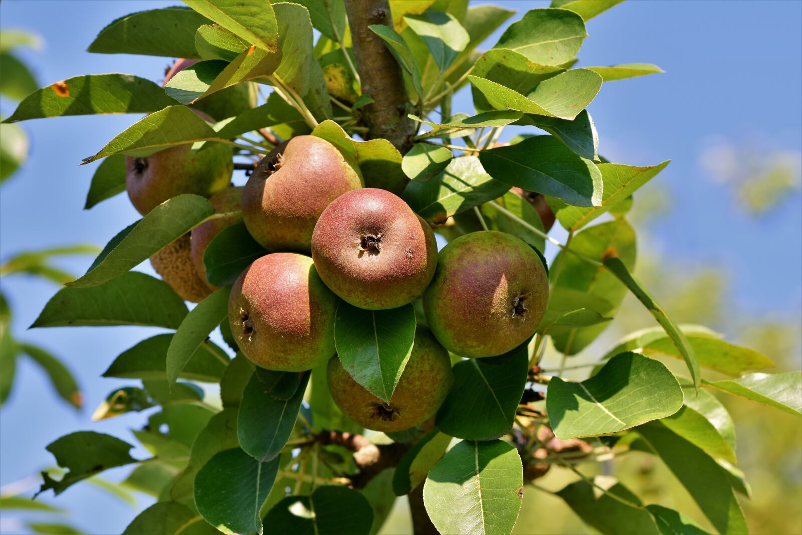 Nikon D7200 sample photo. Apple, apple tree, fruit photography